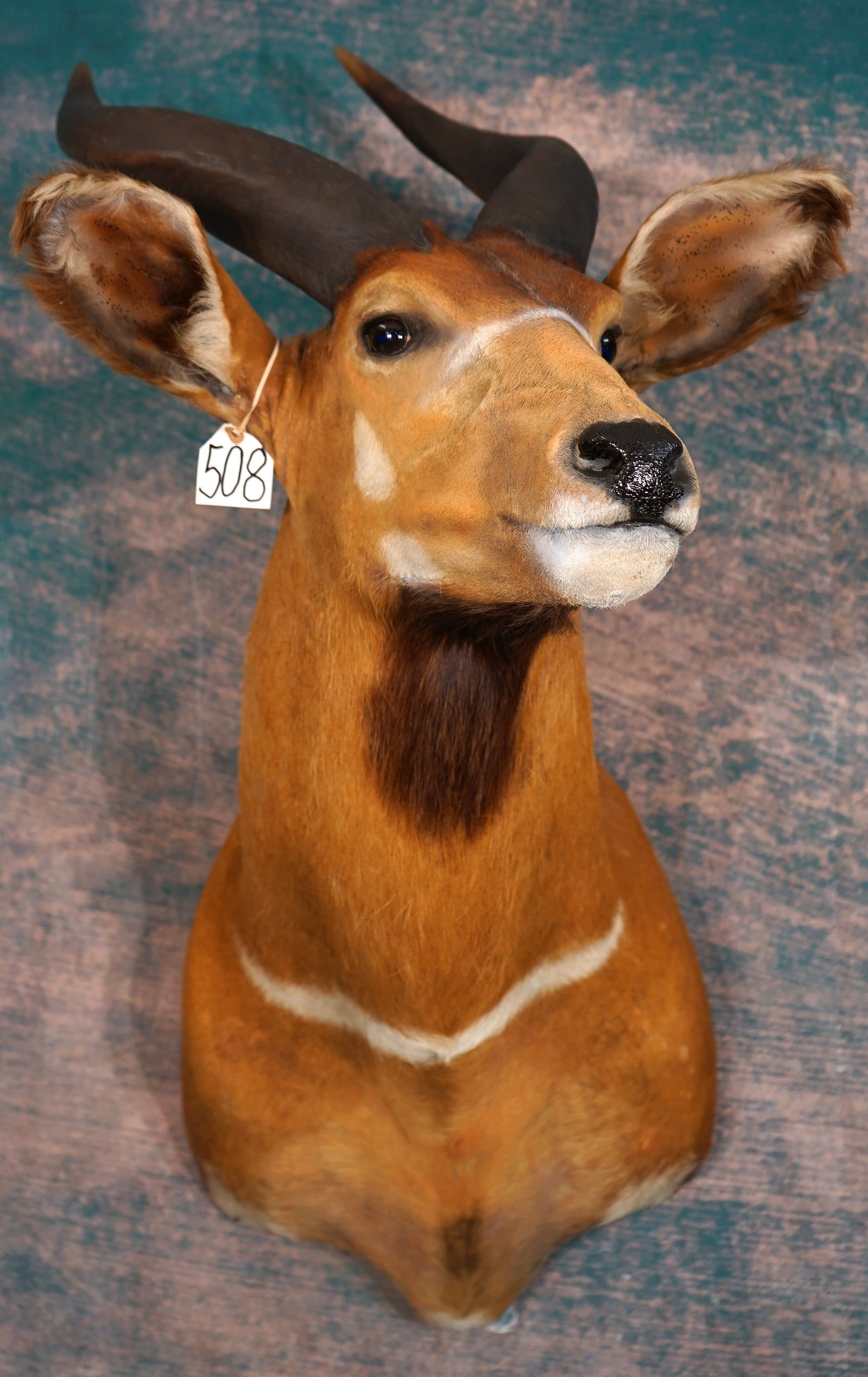 Central African Bongo Antelope Shoulder Taxidermy Mount (1 of 4)