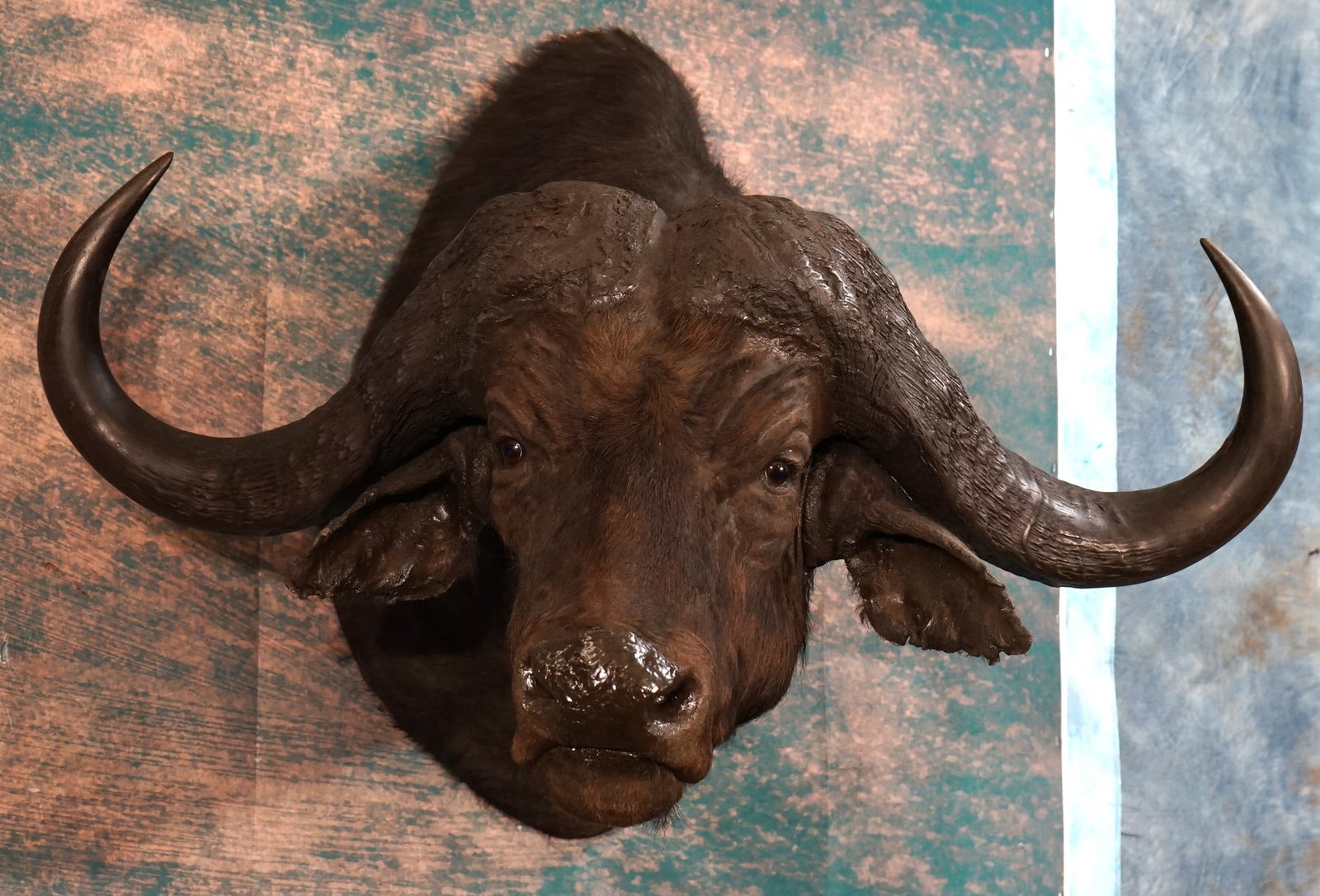 Awesome! High Record Book 48 1/4" African Cape Buffalo Shoulder Trophy Taxidermy Mount: This mount is clean, very lifelike, and it is in excellent condition. The mount has good detail, along with very good expression. Over the past 42 years we have sold a lot of good Cape Buffalos. We ha
