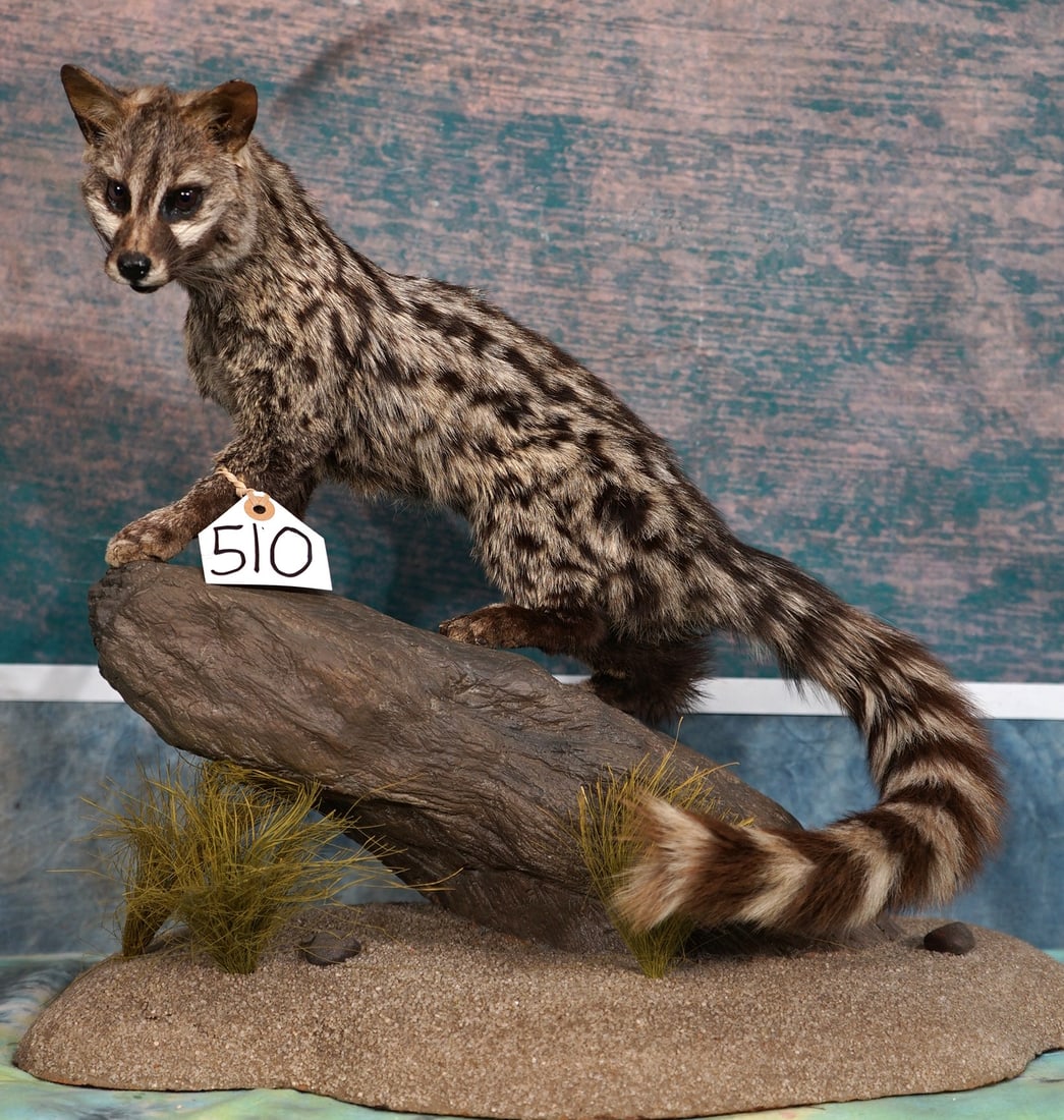 African Genet Cat Full Body Taxidermy Mount in Natural Habitat: This mount is very lifelike, clean, and in mint-like condition. The Cat has an alert look with great expression. The habitat base was very well done. The taxidermy quality on this mount is really outs