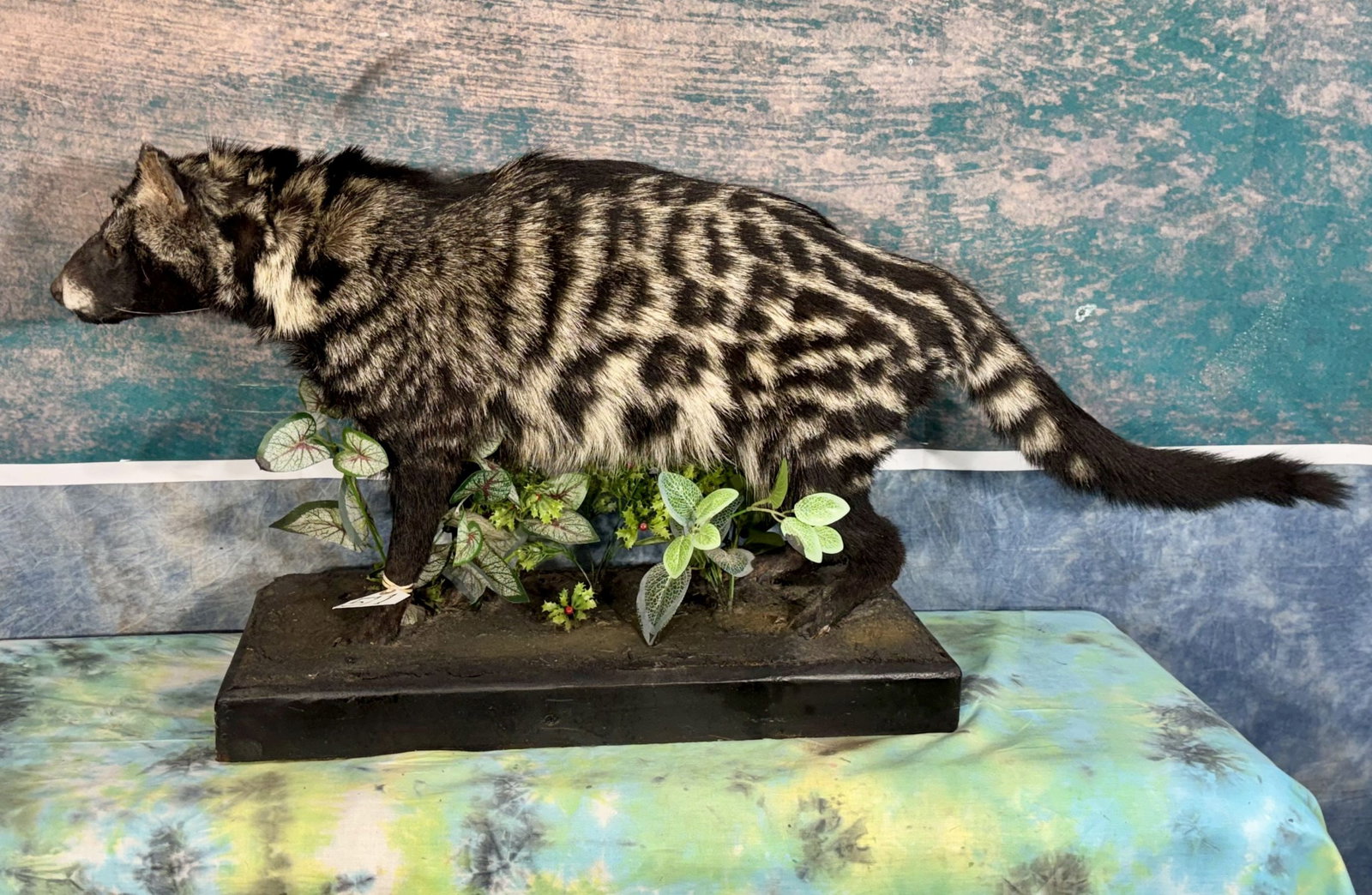Beautiful African Civet Cat Full Body Taxidermy Mount in Habitat: This mount is clean, lifelike, and in excellent condition. This Civet has a lifelike pose, and beautiful markings. The quality of the taxidermy is excellent, and this mount grades a high 9.25.