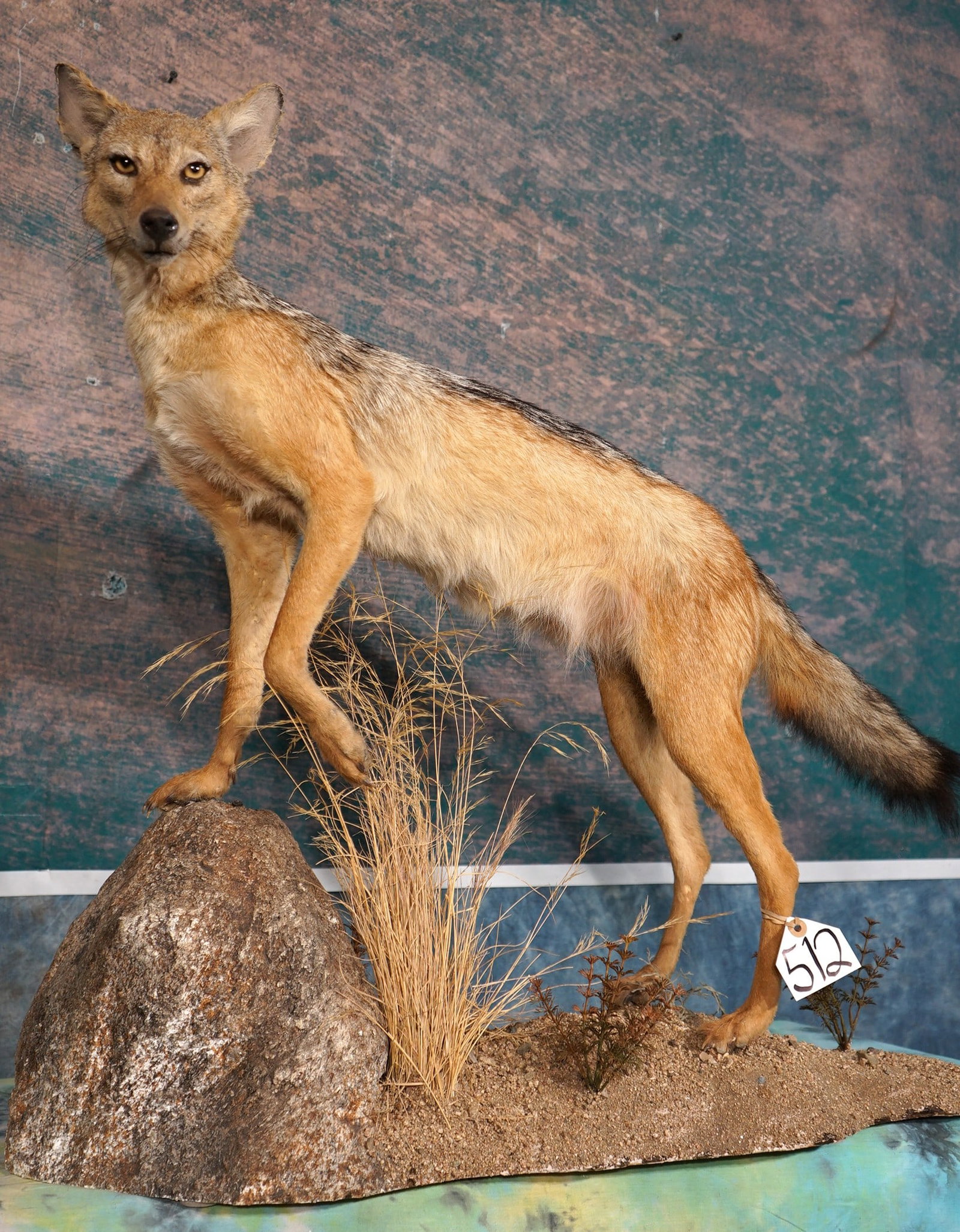 East African Silver Back Jackal Full Body Taxidermy Mount in Natural Habitat: This mount is very lifelike, clean, and in excellent condition. The habitat base is excellent. The Jackal is well detailed, and has good expression. The quality of the taxidermy is excellent, and this