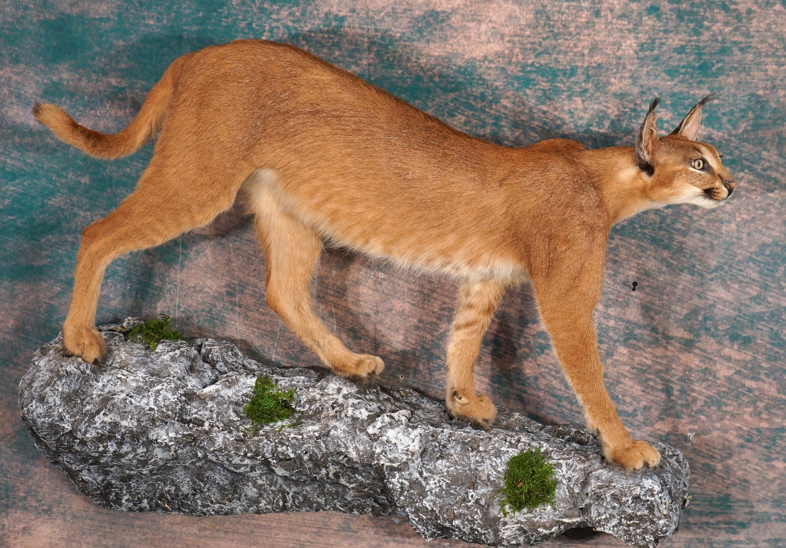 Awesome African Caracal Cat Full Body Taxidermy Wall Mount: This mount is clean, lifelike, and it is in excellent condition. The Cat has a natural pose with very good expression. This mount also has great detail. The quality of the taxidermy is excellent, and 