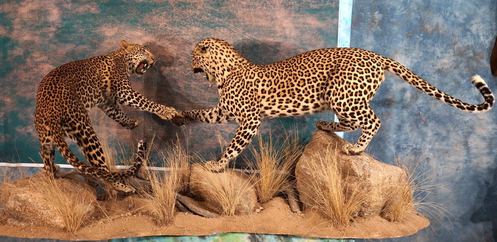 Awesome Pair of African Leopards Fighting Full Body Taxidermy Mounts in Habitat **TEXAS RESIDENTS: These mounts are very lifelike, clean, and in excellent condition. The angry expression on both of these Leopards is fantastic. The taxidermist captured the mood and posture of both animals very well.