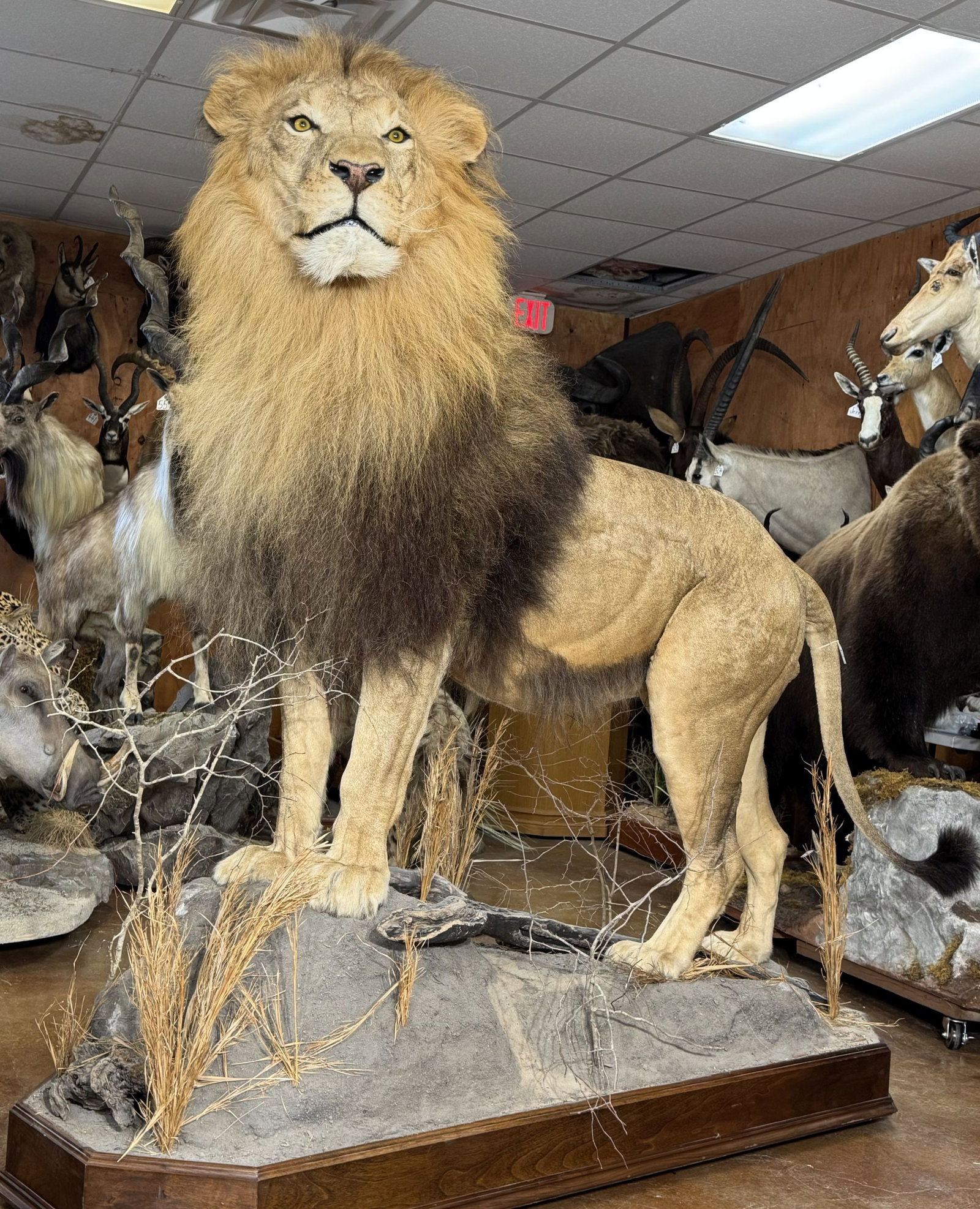 Super Awesome & Huge Mane Wild African Lion Full Body Taxidermy Mount on a Natural Habitat Base: This mount is clean and in mint-like condition. This Majestic Lion is very lifelike with a natural appearance. The mount is highly detailed, and has excellent expression. This Lion is the best of a co