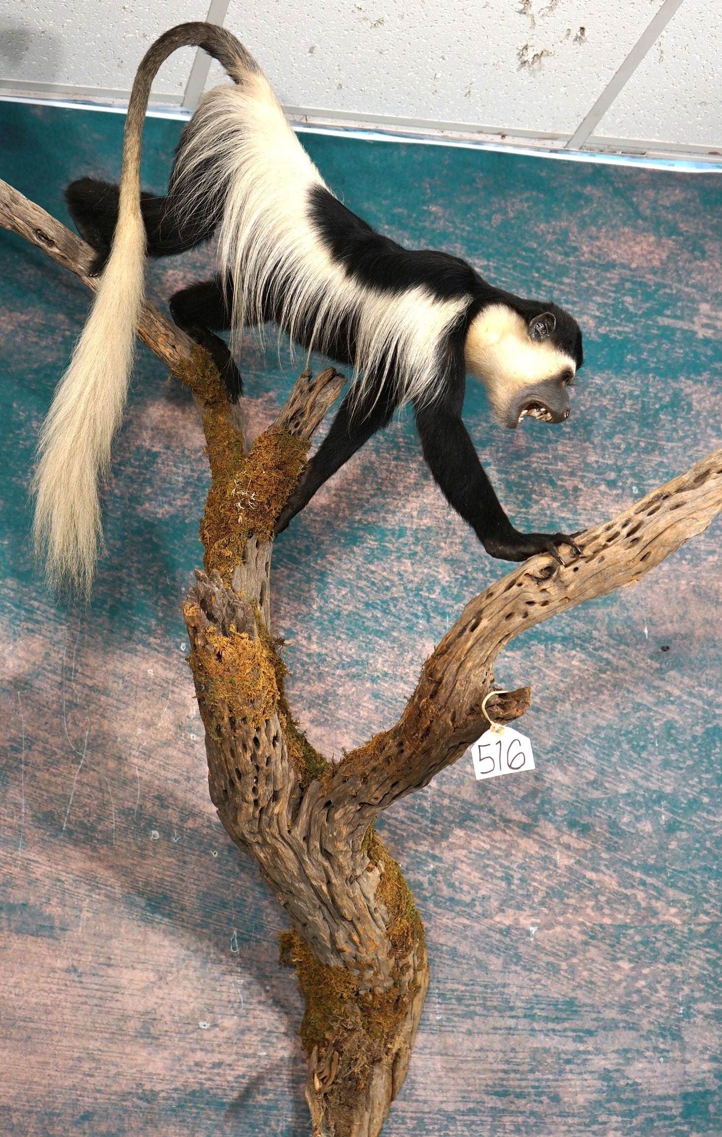 Beautiful East African Colobus Monkey Full Body Taxidermy Mount in Habitat: This mount is clean, very lifelike, and in mint like condition. The Monkey has great expression, and is in a natural pose. The mount has excellent detail. The quality of the taxidermy is truly outstan