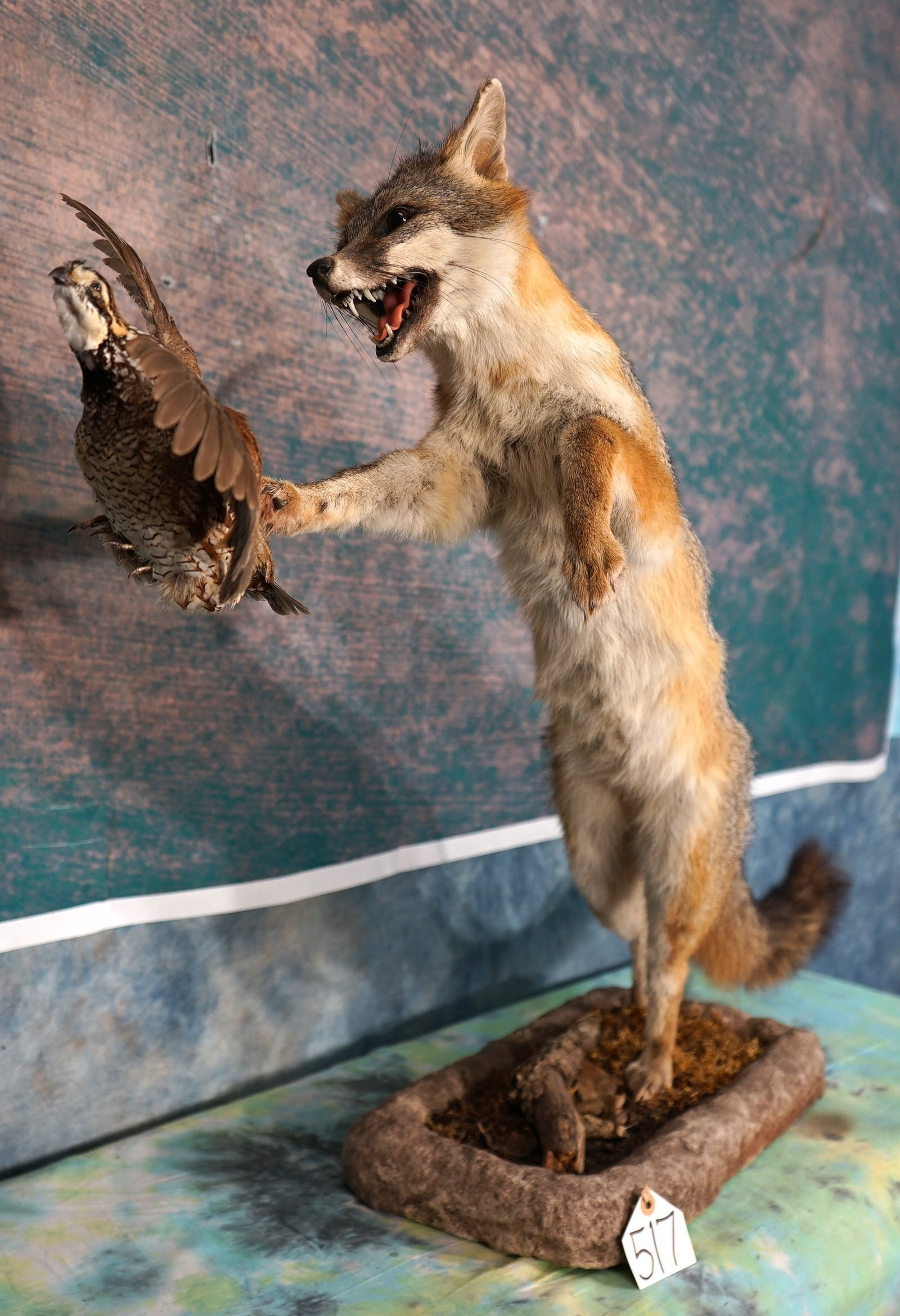 Gray Fox Chasing a Bobwhite Quail Taxidermy Mount in Habitat: This mount is clean and in excellent condition. The Fox and the Quail are both lifelike, and in the proper pose. These mounts are well detailed. The quality of the taxidermy is outstanding, and this a