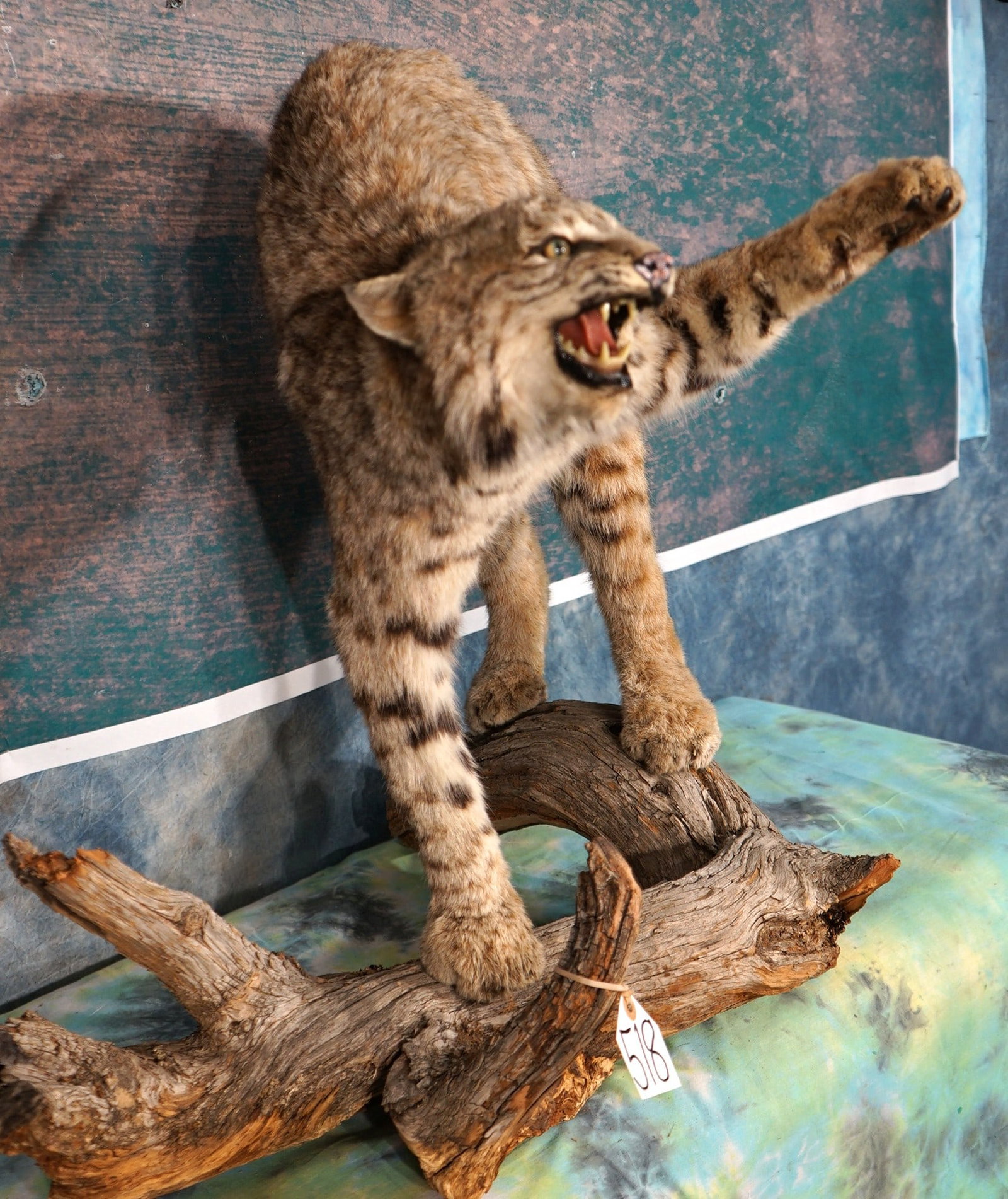 Ferocious Bobcat Full Body Taxidermy Mount: This mount is clean and in excellent condition. The Bobcat is in a defensive pose, with great expression. The mount has great detail, and this Bobcat has a beautiful spotted coat. The taxidermy qualit