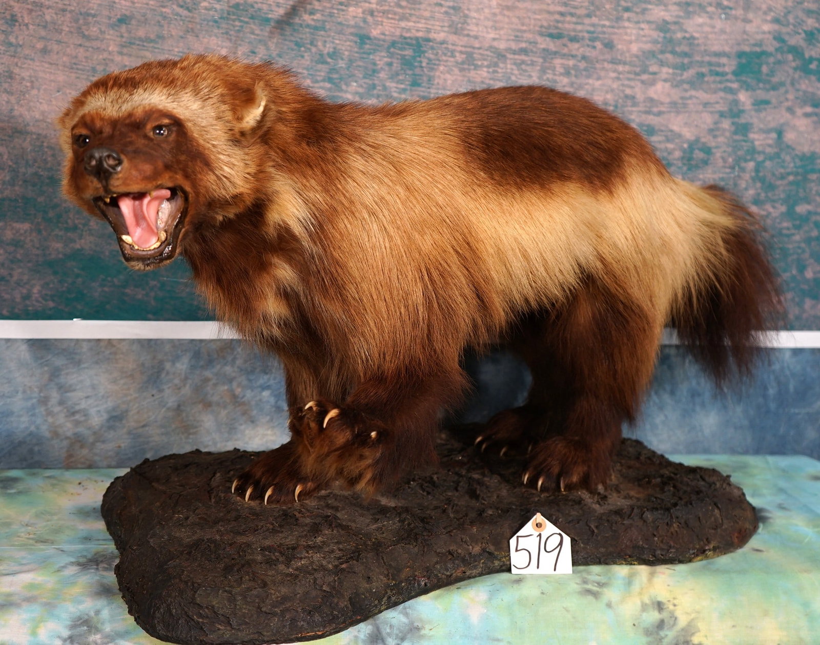 Angry Wolverine Full Body Taxidermy Quality Mount: This mount is very lifelike, clean, and in mint-like condition. The Wolverine is fighting mad, and has the expression to go with it. This is a mature male with a very pretty coat of hair. The mount ha