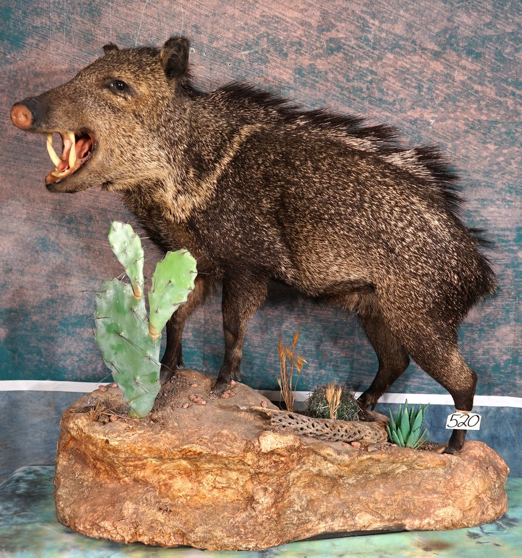 Javelina Full Body Taxidermy Mount in Natural Habitat: This is a clean mount that is in mint-like condition. The habitat is very realistic, and very well done. The Javelina has a natural pose with a good lifelike appearance. The taxidermy quality on this 