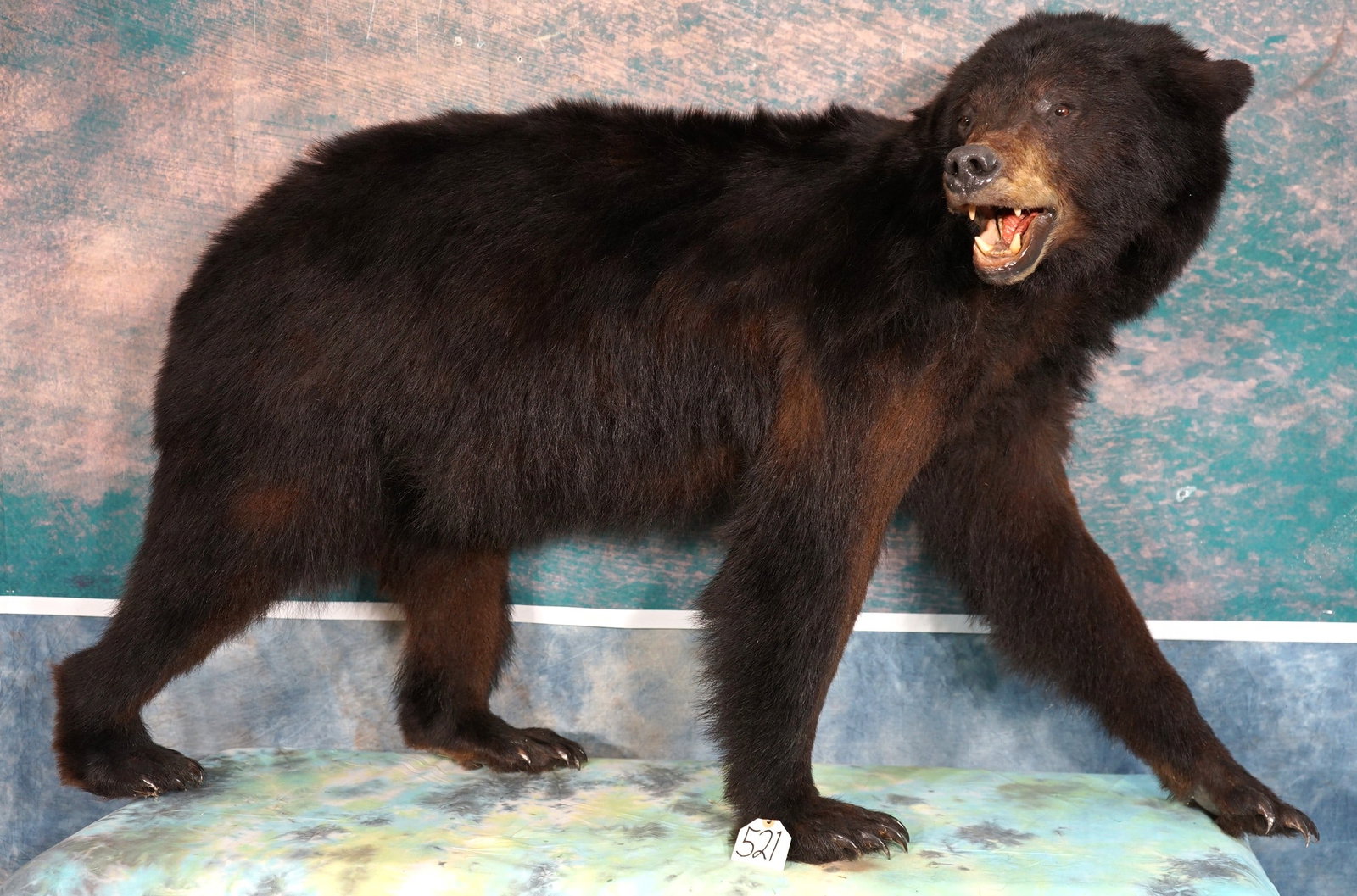 Black Bear Full Body Walking Taxidermy Mount: This is a beautiful free standing Black Bear mount. The mount is clean and in mint-like condition. The quality of the taxidermy is outstanding. This mount has good detail, and excellent expression. Th