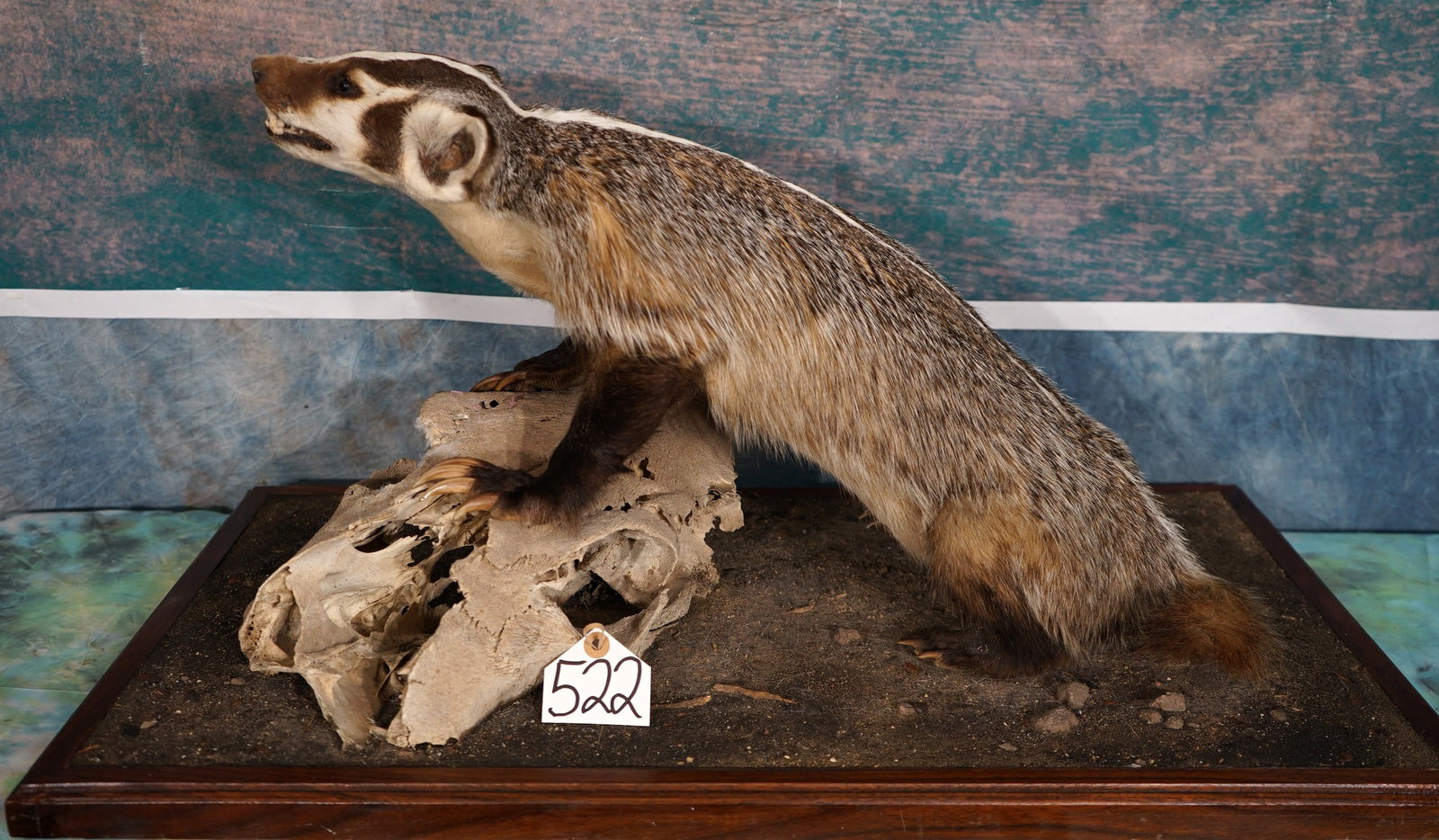 Full Body Badger Taxidermy Mount in Habitat: This mount is lifelike, clean, and in mint-like condition. The mount has good detail with excellent expression. The base work is well done, and the Badger is in a natural pose. The quality of the taxi