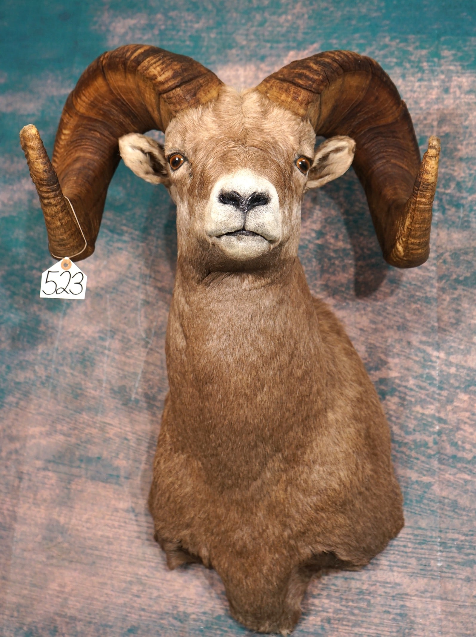 Record Class 177 5/8"net Awards Book Rocky Mountain Bighorn Sheep Shoulder Taxidermy Ram Mount: This mount is clean, lifelike, and in mint-like condition. The Ram is very majestic looking. The taxidermy quality is outstanding, and this mount grades a solid 10.