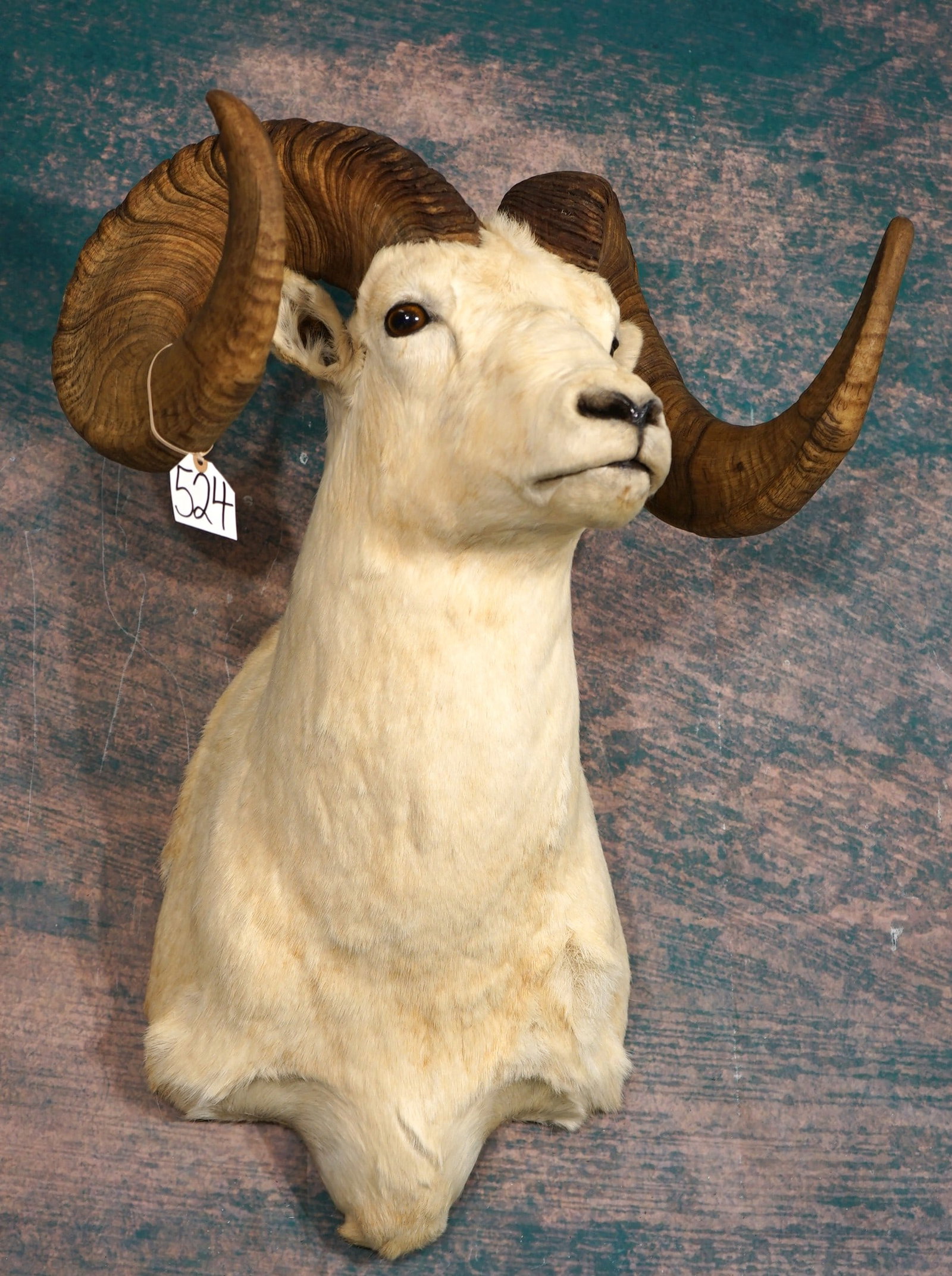 165 6/8"net Boone & Crockett Awards Book Alaskan Dall Sheep Shoulder Taxidermy Ram Mount (1 of 5)