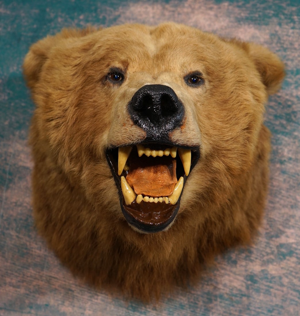 Beautiful Alaskan Brown Bear Shoulder Taxidermy Mountt (1 of 5)