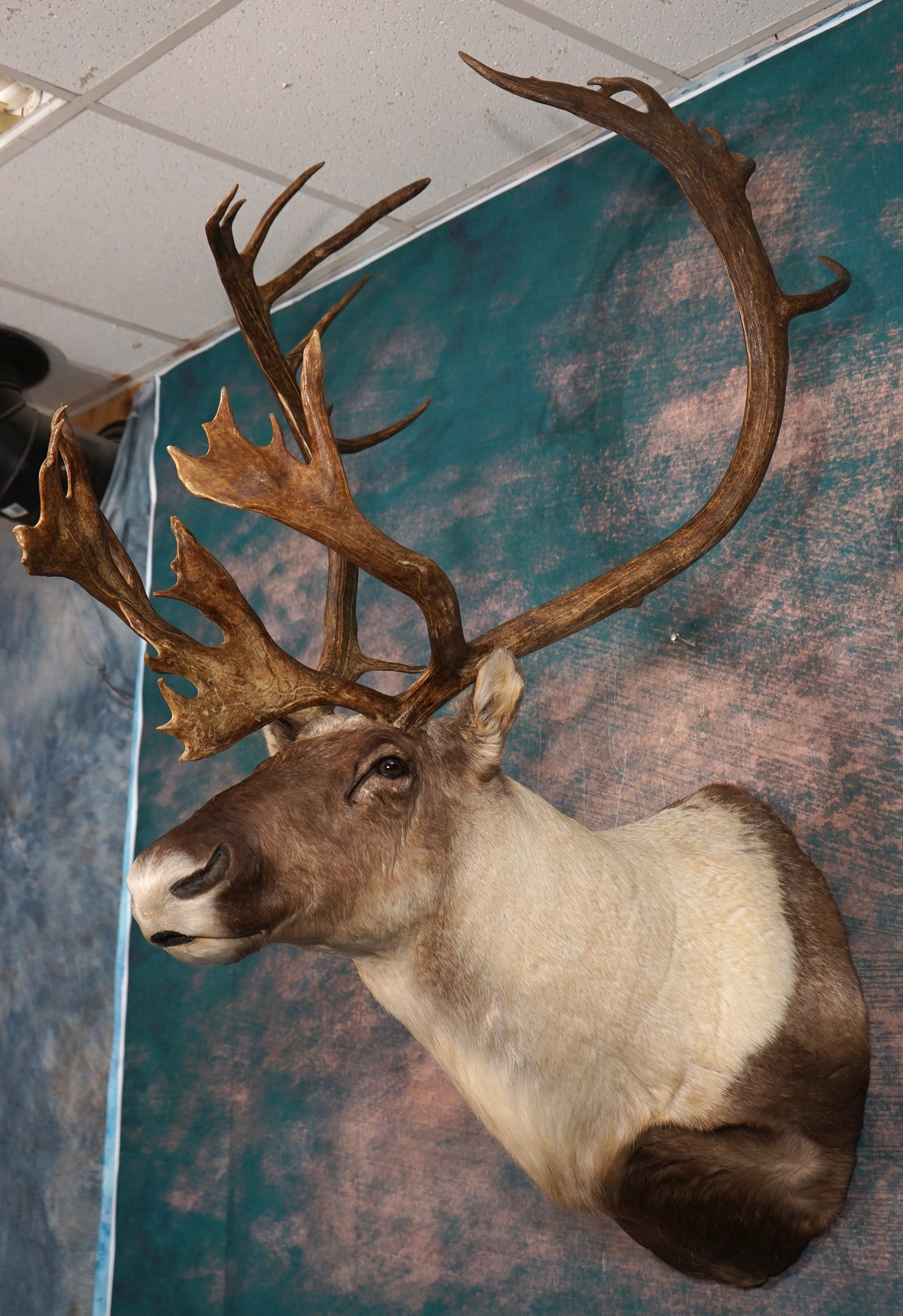 Beautiful Mountain Caribou Shoulder Taxidermy Mount: This mount is very lifelike, clean, and it is in mint-like condition. This is a mature Bull with a very nice set of antlers. The mount has good expression and detail. The taxidermy quality of this mou