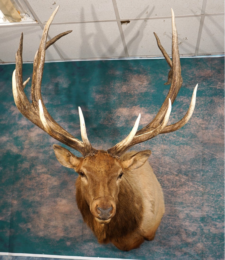 Monster 400+ gross 7 x 6 Wild Elk Shoulder Taxidermy Mount: This is a Wild Elk and not a High Fence Hunting Preserve one. The mount is clean, and in excellent condition. This mount is highly detailed, with great lifelike expression. The taxidermy quality is ex