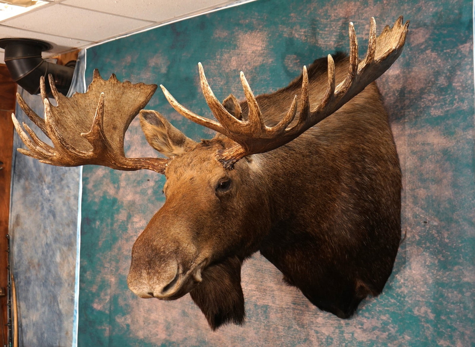 Very Nice Alaskan Moose Shoulder Taxidermy Mount (1 of 4)
