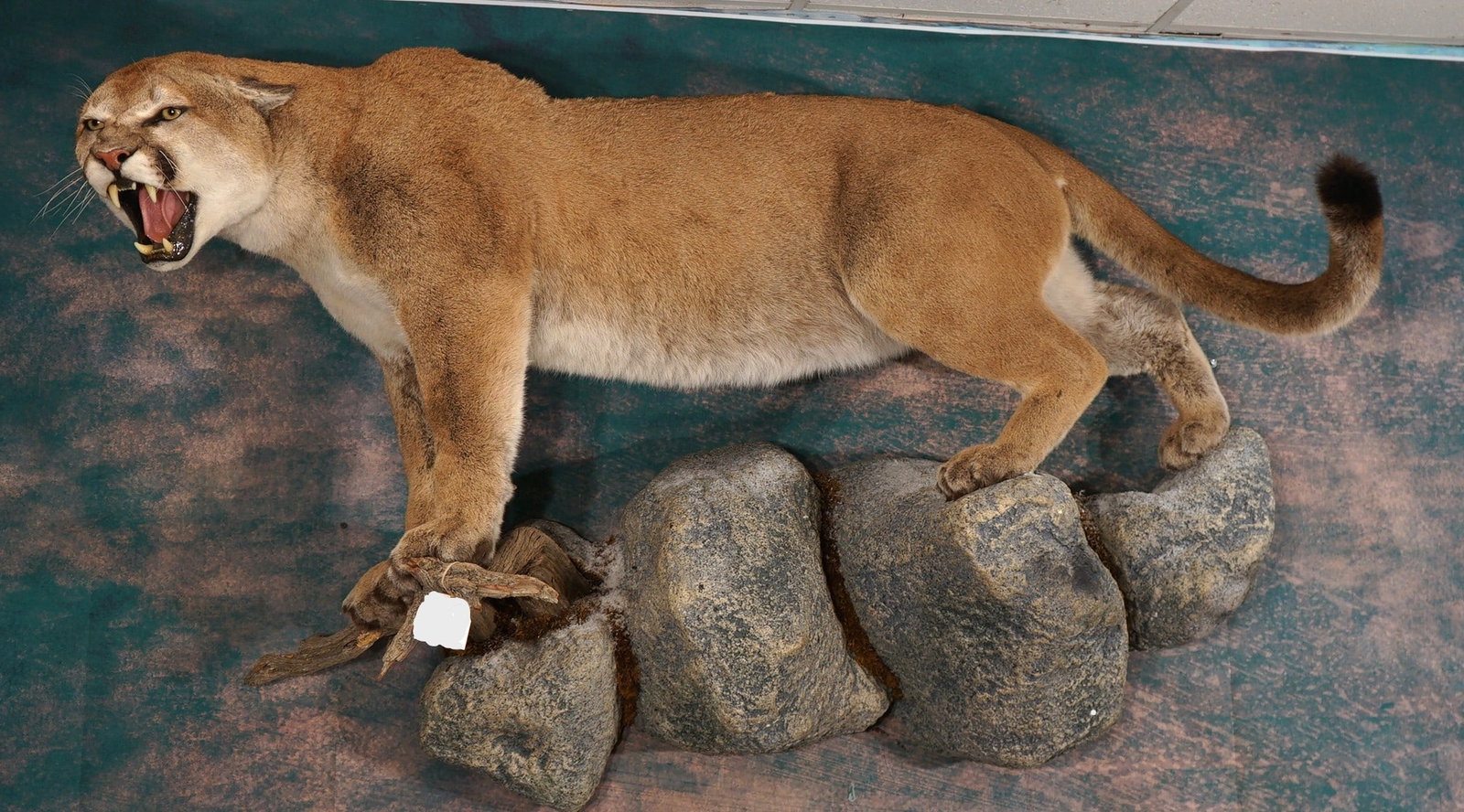 Extra Large Record Book Mountain Lion Full Body Taxidermy Quality Mount in Natural Habitat: This mount is very lifelike, clean, and in mint condition. This Mountain Lion was harvested in Northern Colorado, and is in the 200 Lbs. range. The Big Cat made the Boone & Crockett Record Book, and i