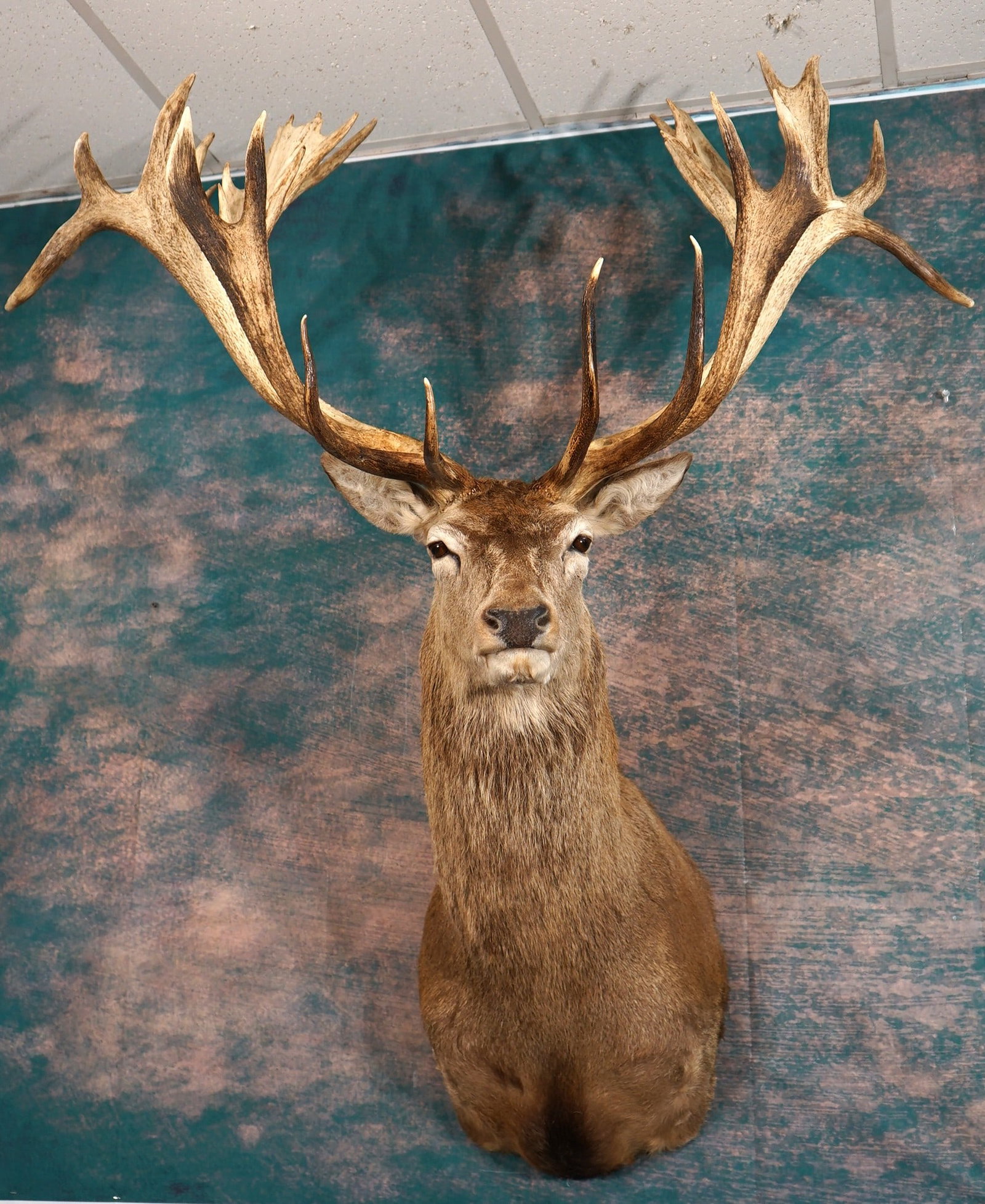 Super! 32pt. Spanish Red Stag Shoulder Trophy Taxidermy Mount (1 of 4)