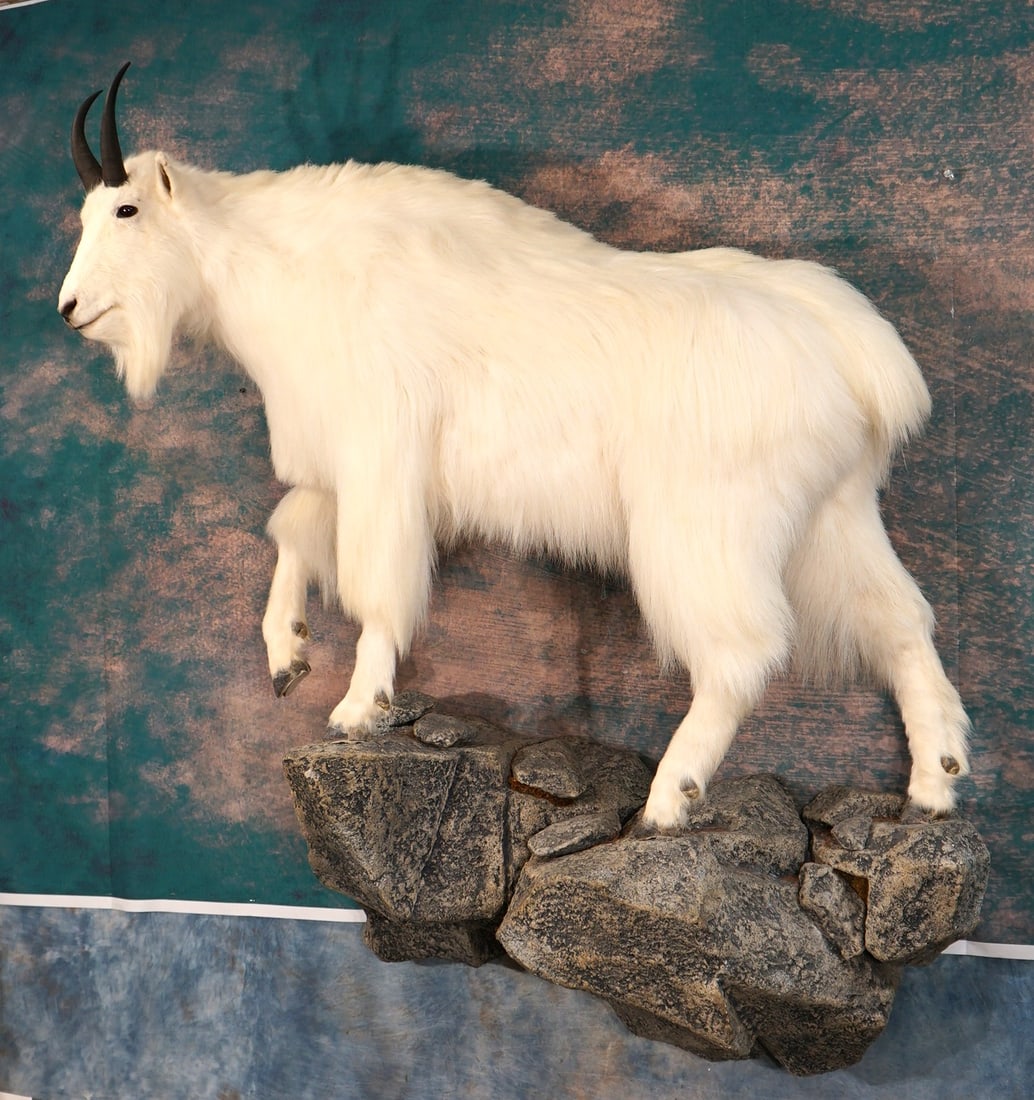 Beautiful Rocky Mountain Goat Full Body Taxidermy Trophy Mount in Habitat (1 of 6)