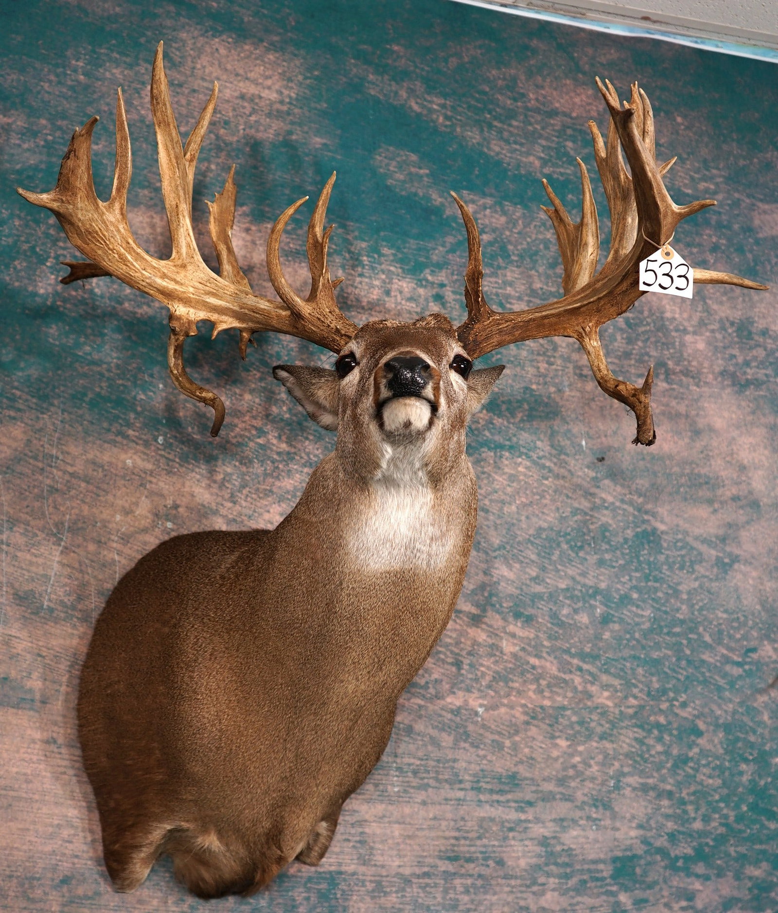 30pt. Double Drop 265 7/8" gross Whitetail Deer Shoulder Taxidermy Mount (1 of 5)