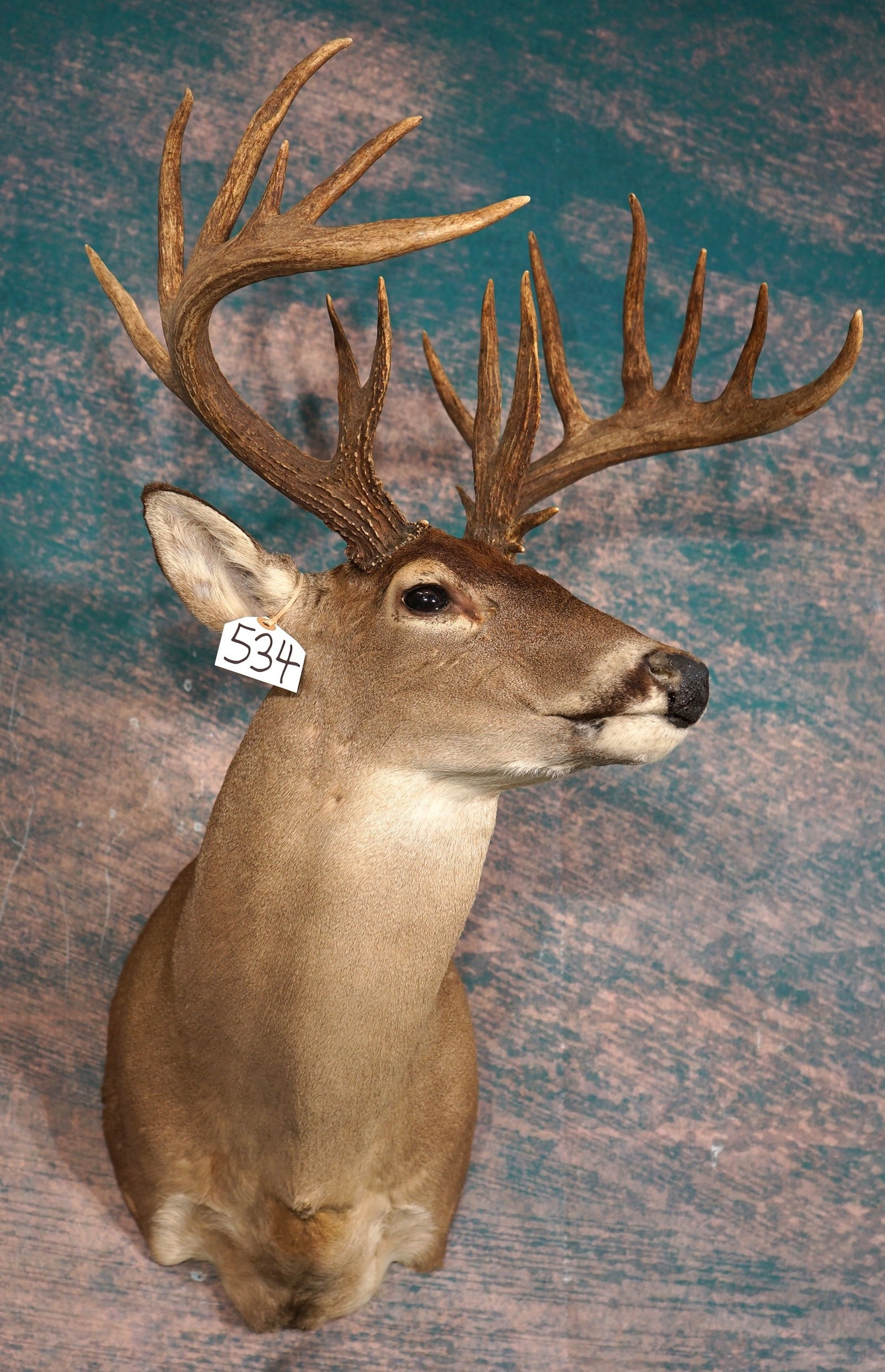 19pt. Wild South Texas Whitetail Deer Shoulder Taxidermy Trophy Mount: This big Brush Country Buck will gross over 170. This rack is a 11 x 8 points. The mount is clean, lifelike, and in excellent condition. The quality of the taxidermy is excellent, and this mount grade