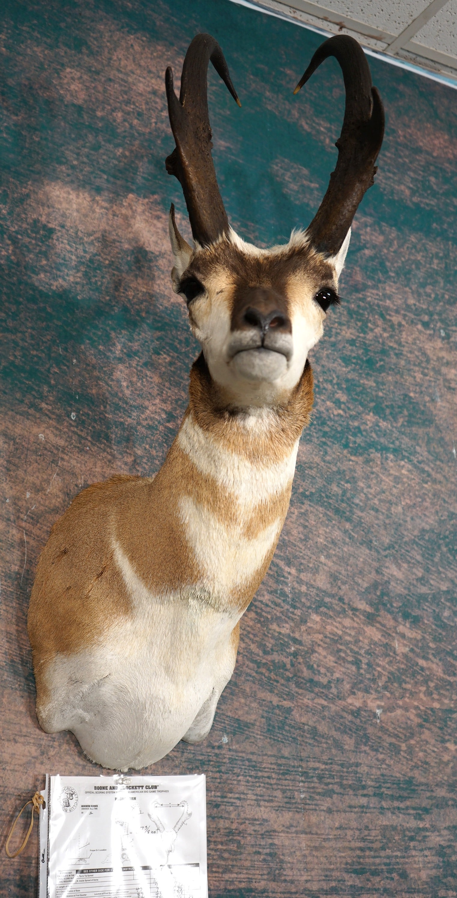 Boone & Crockett 87 3/8"net All Time Record Book Pronghorn Antelope Shoulder Taxidermy Mount: This mount is very lifelike, clean, and in mint condition. The Buck was harvested near Wagon Mound, New Mexico. He has great expression, and excellent detail. The horns measure 17" x 16 6/8" long, and