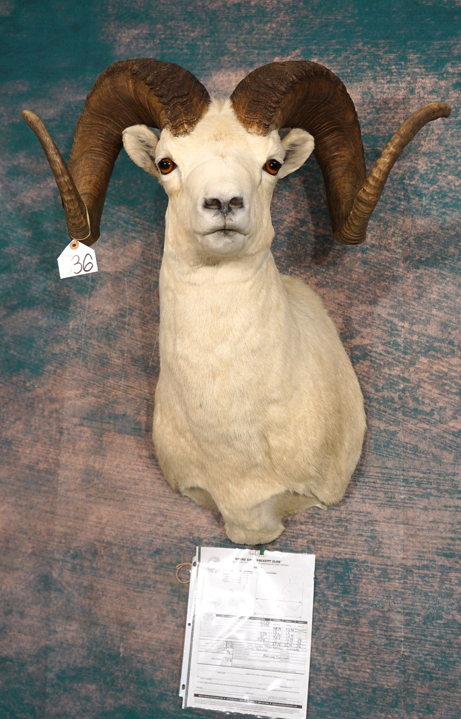 Bone & Crockett 170 1/8"net All Time Record Book Alaskan Dall Sheep Shoulder Taxidermy Mount (1 of 5)