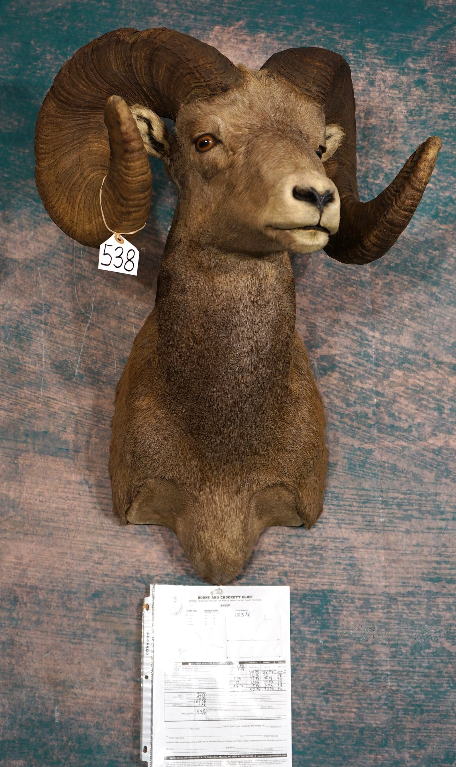 Boone & Crockett 183 7/8" net All Time Record Book Rocky Mountain Bighorn Sheep Shoulder Taxidermy: This mount is very lifelike, clean, and in mint-like condition. The mount has an alert expression, with excellent detail. The horns are 38 3/8" x 38 2/8" around the curls. The bases are 16" x 16" inch
