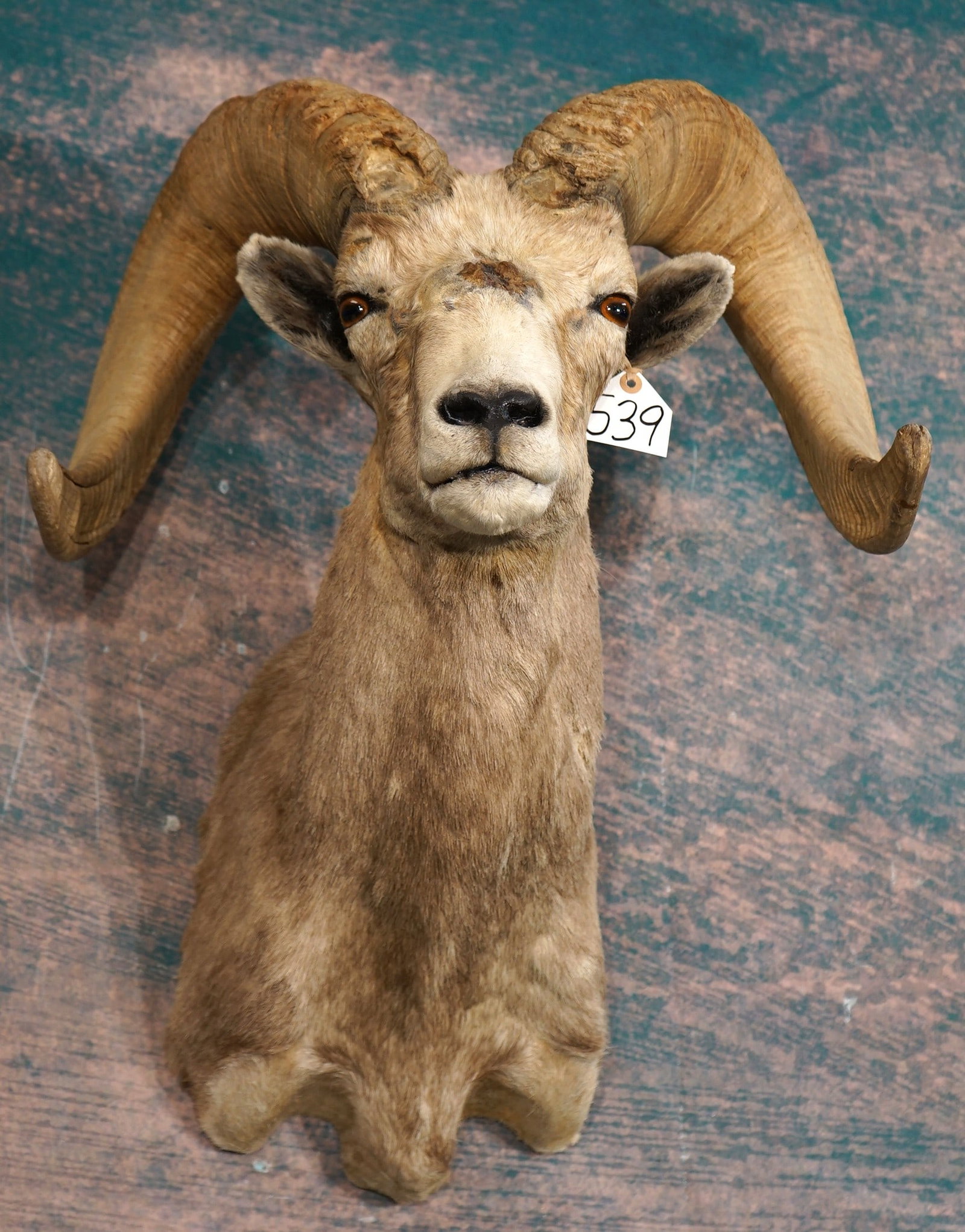 Desert Bighorn Sheep Shoulder Taxidermy Trophy Ram Mount
