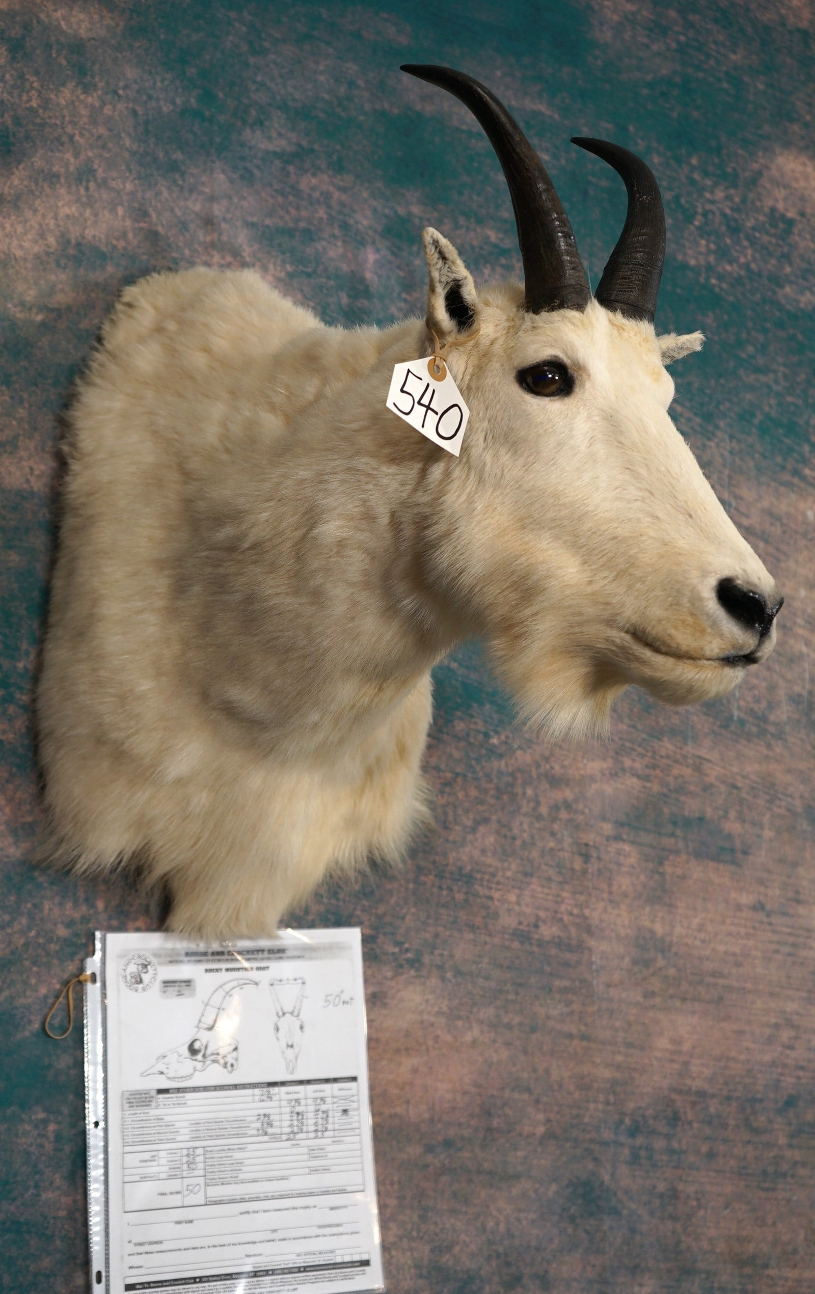 Boone & Crockett 50"net All Time Record Book Rocky Mountain Goat Shoulder Trophy Taxidermy Mount (1 of 5)