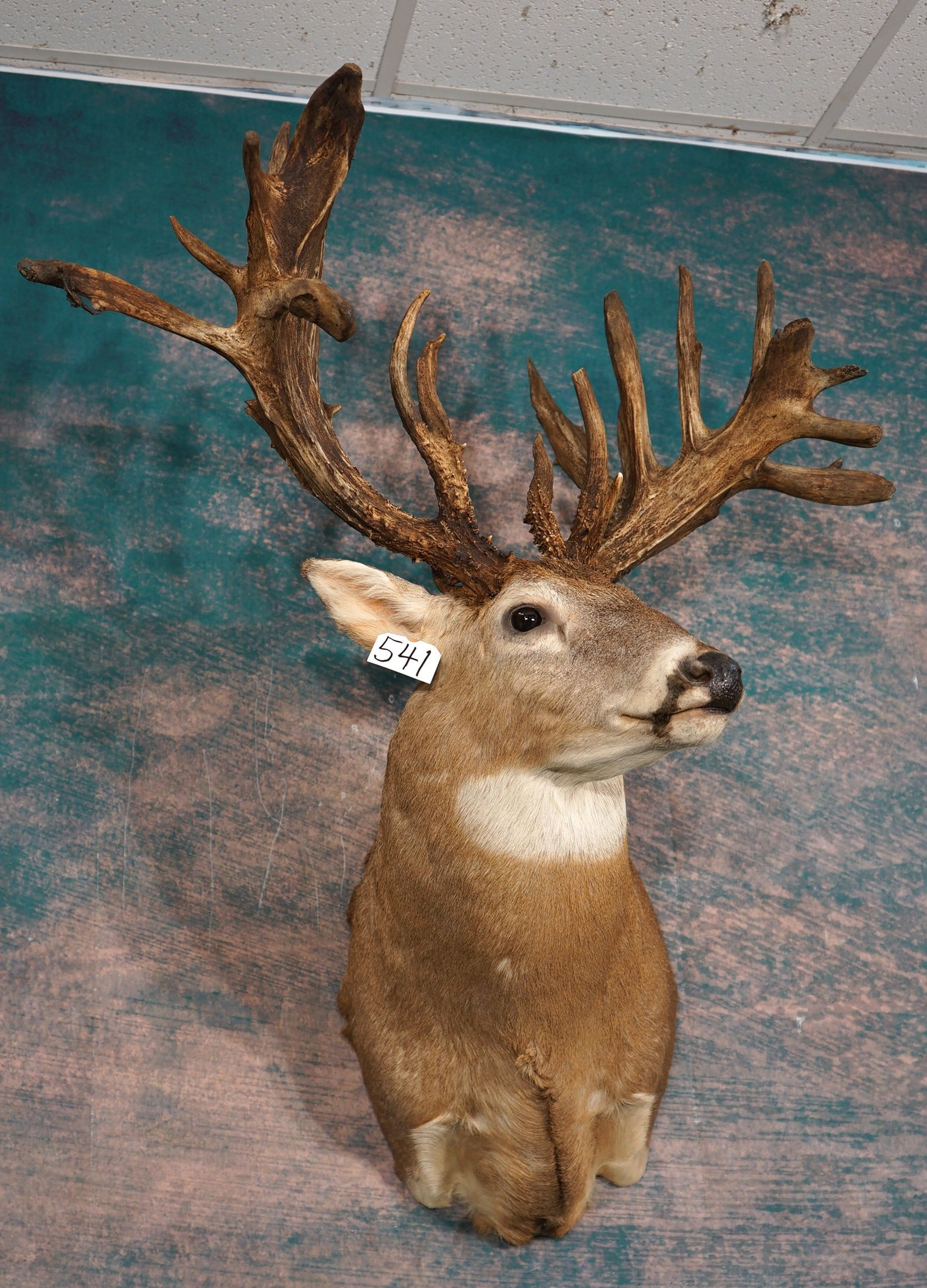 32pt. 316 4/8" gross Monster Whitetail Deer Shoulder Taxidermy Trophy Mount: This Buck is a real Monster with a 18 x 14 point Rack. The widest spread measures 36 6/8" wide. The mount is very lifelike, clean, and in excellent condition. The Buck has an alert and lifelike expres