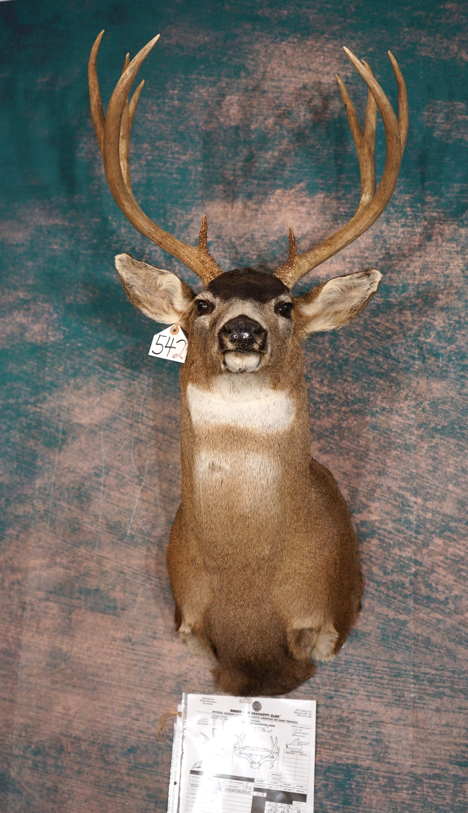 Boone & Crockett 127 5/8"net Sitka Blacktail Deer Shoulder Trophy Taxidermy Mount: This Buck was harvested on Kodiak Island, Alaska. The mount is very lifelike, clean, and in excellent condition. The Buck has a natural and alert expression, with good detail. The taxidermy quality is