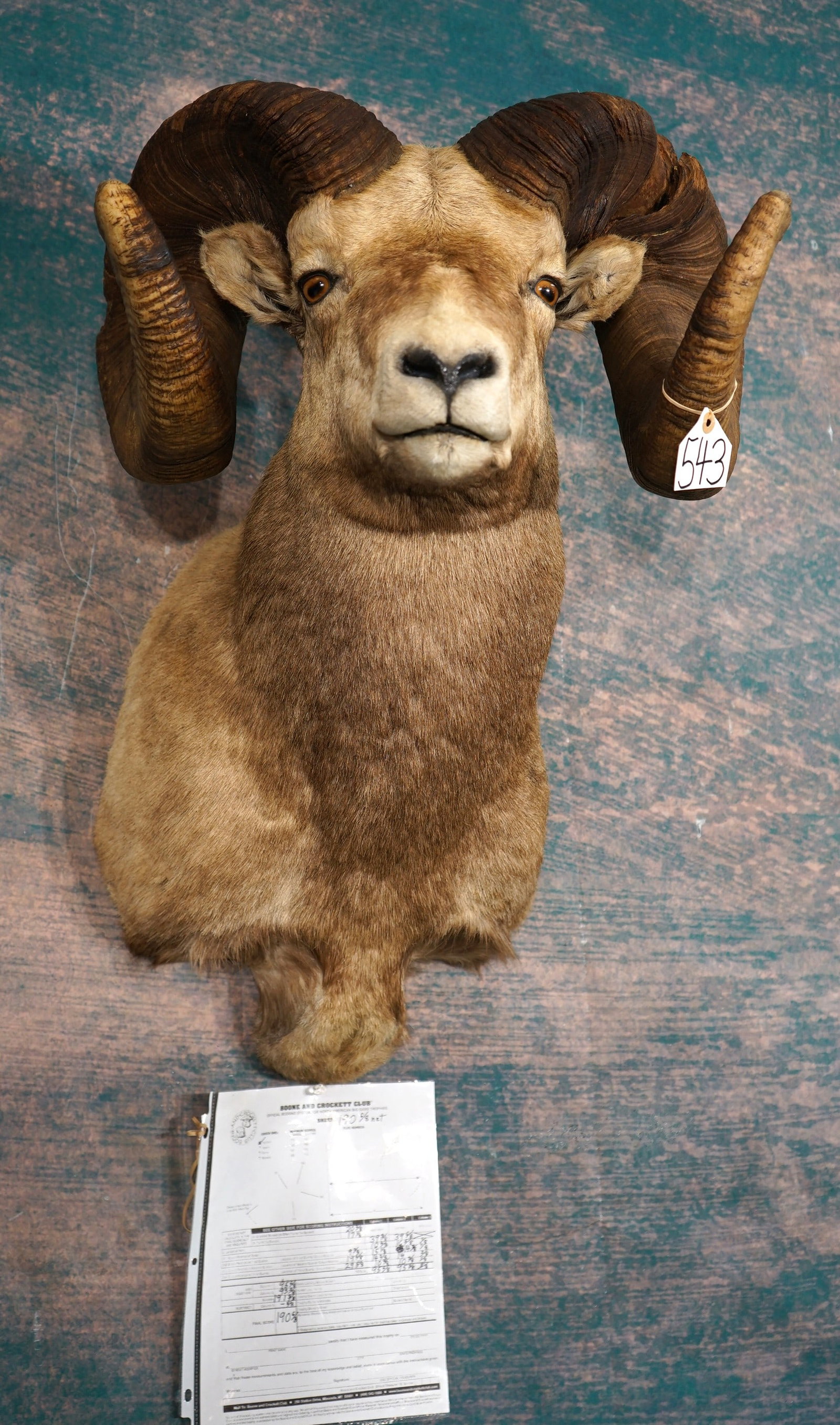 Huge Boone & Crockett 190 6/8" net All Time Record Book Rocky Mountain Bighorn Sheep Shoulder: This mount is very lifelike, clean, and in mint-like condition. The Ram is in a natural pose, with very good expression, and detail. The horns measure 39 6/8" x 39 3/8" inches around the curls. The ba