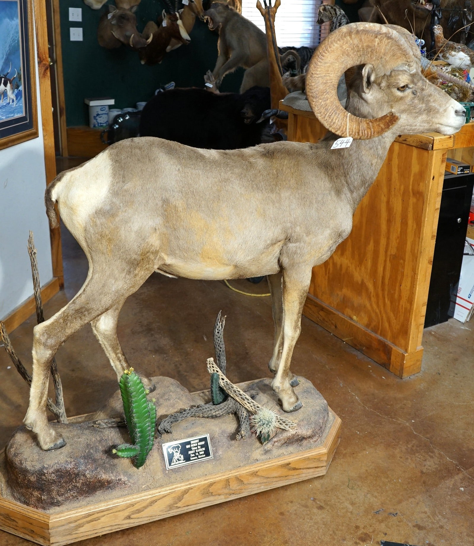 Boone & Crockett 169"net All Time Record Book Desert Bighorn Sheep Full Body Taxidermy Ram Mount in