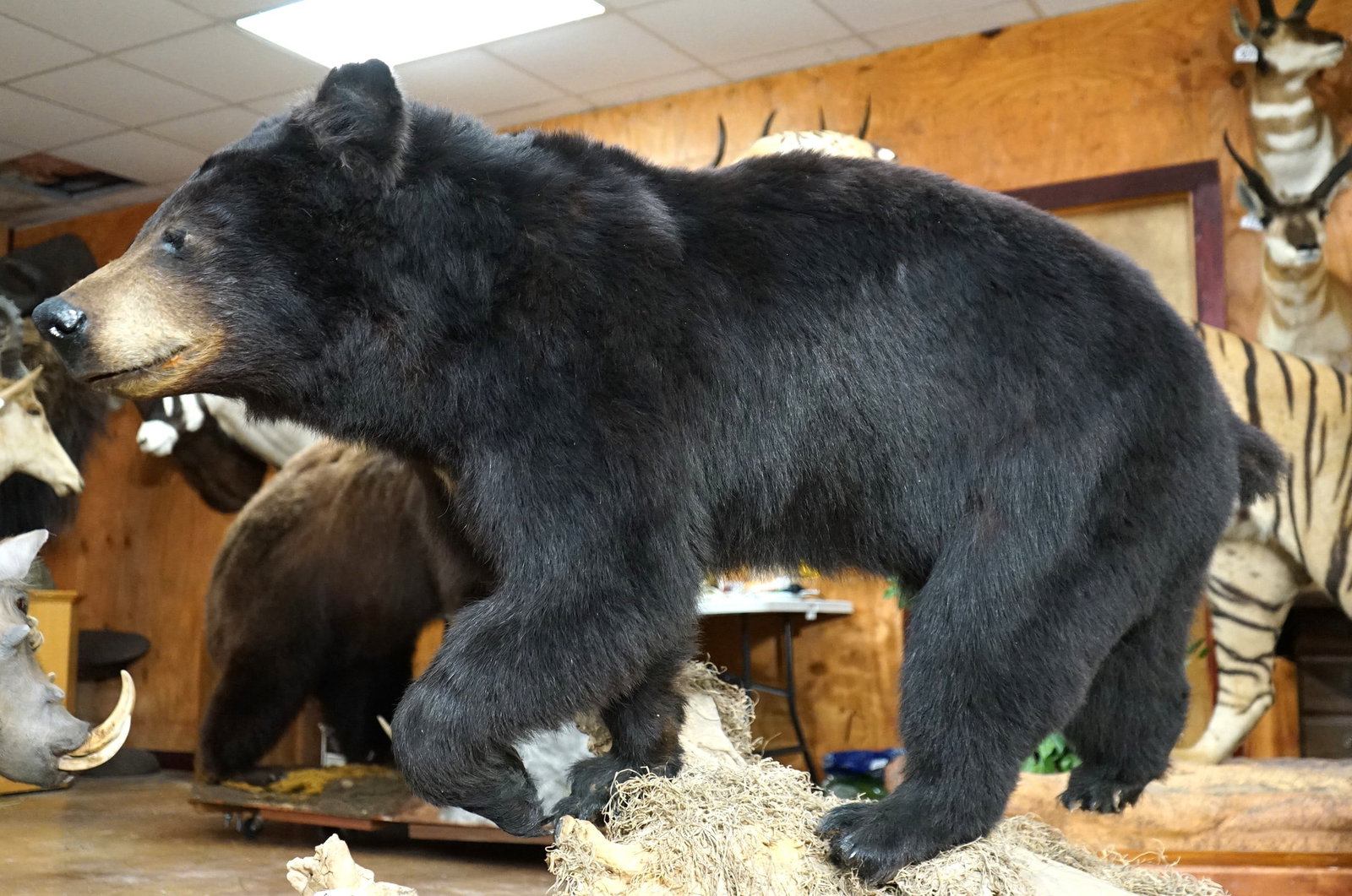 Beautiful Full Body Black Bear Taxidermy Mount: This mount is very lifelike, clean, and in mint-like condition. The Bear is in a very natural walking pose, with good expression. The taxidermy quality is excellent, and this mount grades a very high 