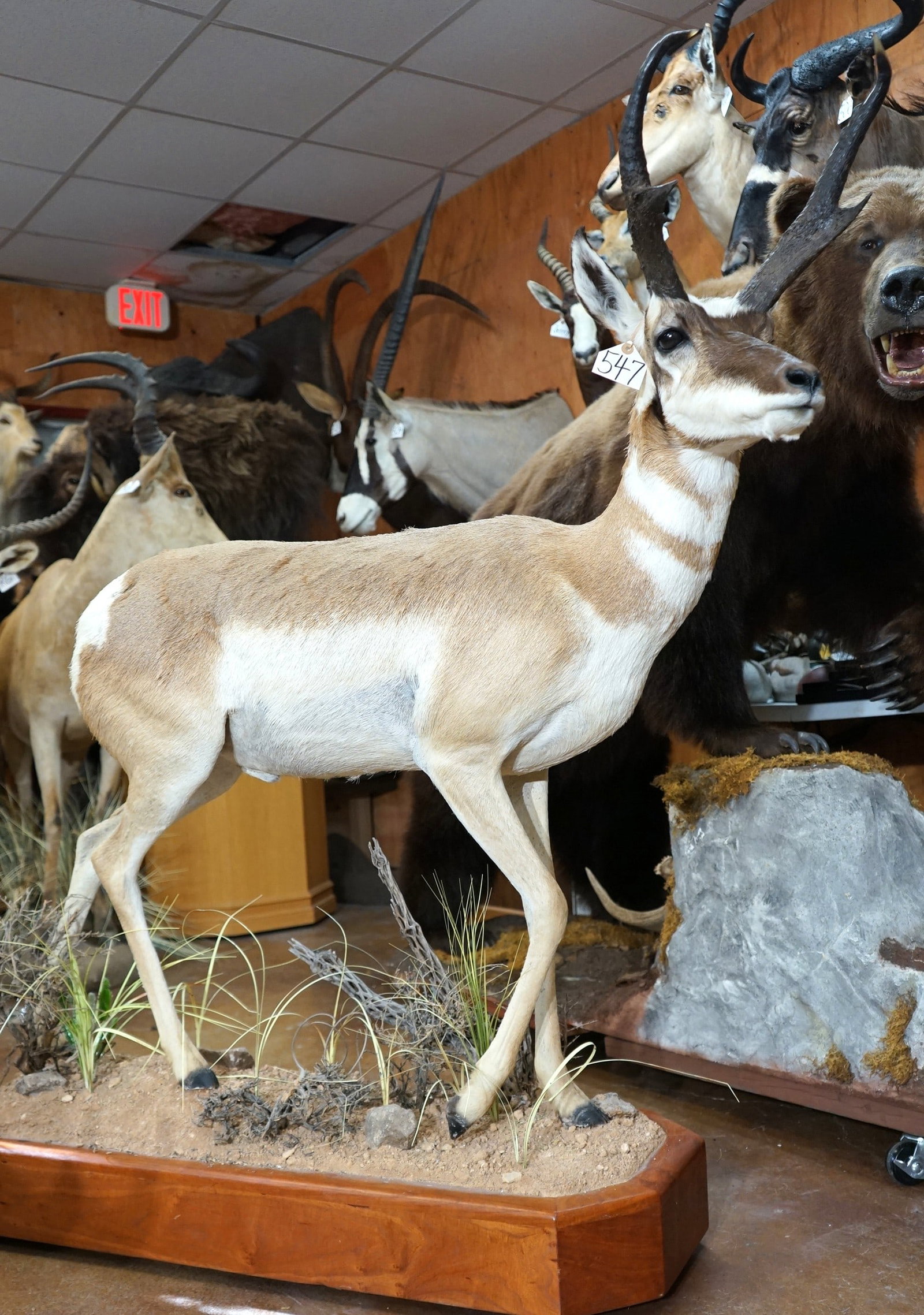 Beautiful Full Body Pronghorn Antelope Taxidermy Mount in Habitat: This mount is very lifelike, clean and in mint-like condition. The is a mature Buck with very good size horns. The mount has very nice habitat, with good expression. The taxidermy quality is outstandi