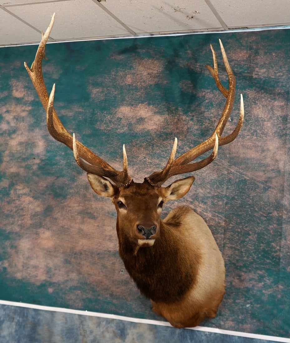Very Nice 7 x 6 Elk Shoulder Quality Taxidermy Trophy Mount: This mount is very lifelike, clean, and in mint-like condition. This Elk has removable antlers for easy hanging and moving. The mount has great detail with excellent expression. The taxidermy work is 