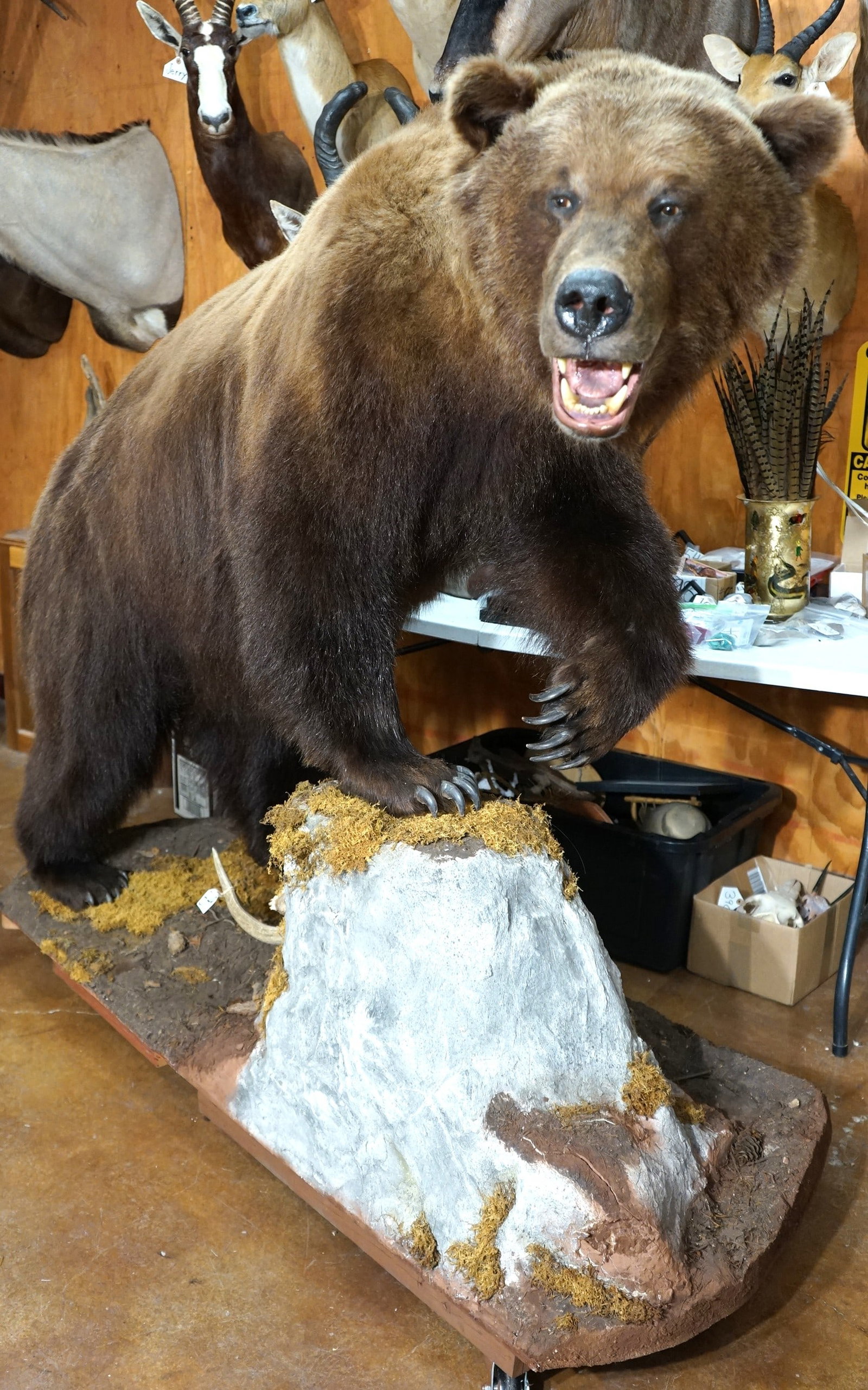 Beautiful Kamchatka Brown Bear Full Body Quality Taxidermy Mount in Habitat: This mount is clean, very lifelike, and in excellent condition. This Bear has a really beautiful dark chocolate coat of hair. The mount has a good natural pose, with very good expression. This mount h