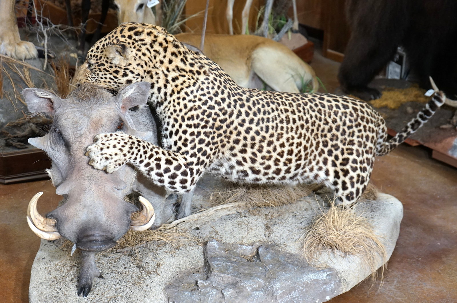 Awesome! African Leopard Attacking Warthog Full Body Taxidermy Mount in Habitat **TEXAS RESIDENTS: This is a beautiful diorama scene that is a Museum quality mount. Both of these mounts are very lifelike, clean, and in mint condition. The taxidermist did a really fine job on the habitat base as wel