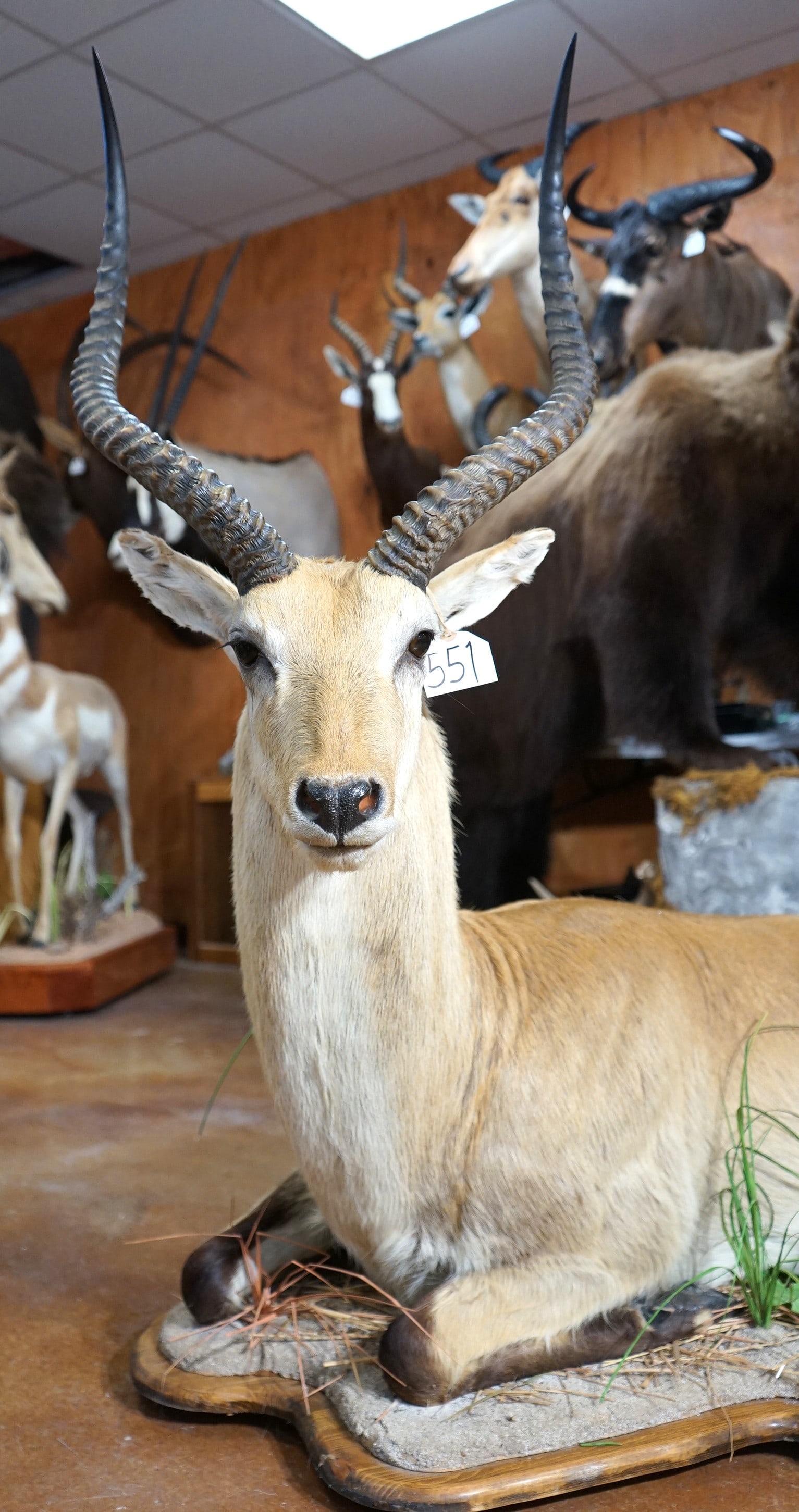 Beautiful Kafue Flats Lechwe Swamp Antelope Full Body Taxidermy Mount in Habitat: This mount is very lifelike, clean, and in mint condition. This is a large mature Bull. The mount has good detail and expression. The habitat base is very well done. The quality of the taxidermy is ex