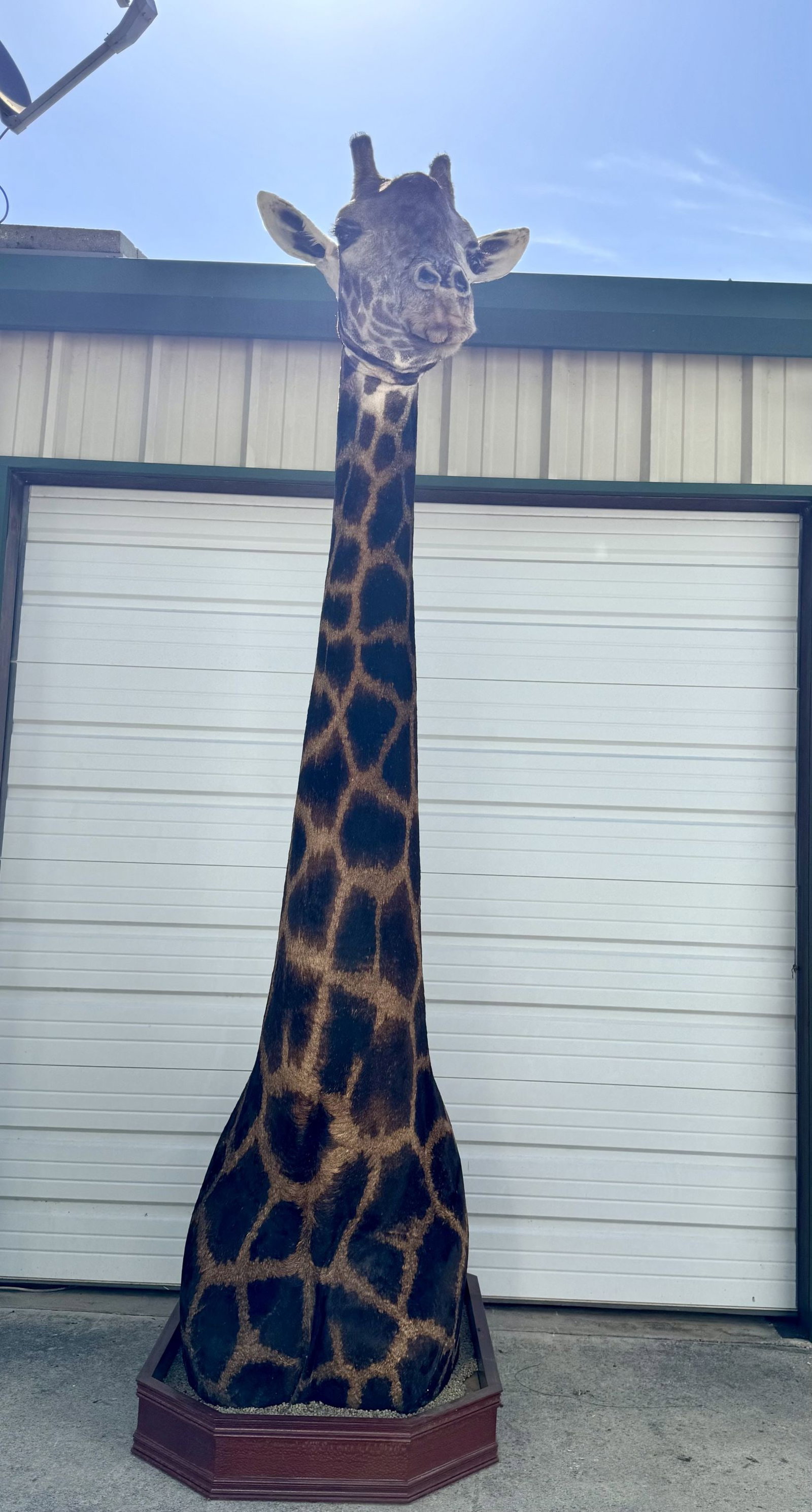 Super Cool! Giraffe Shoulder Floor Pedestal Quality Mount (1 of 11)