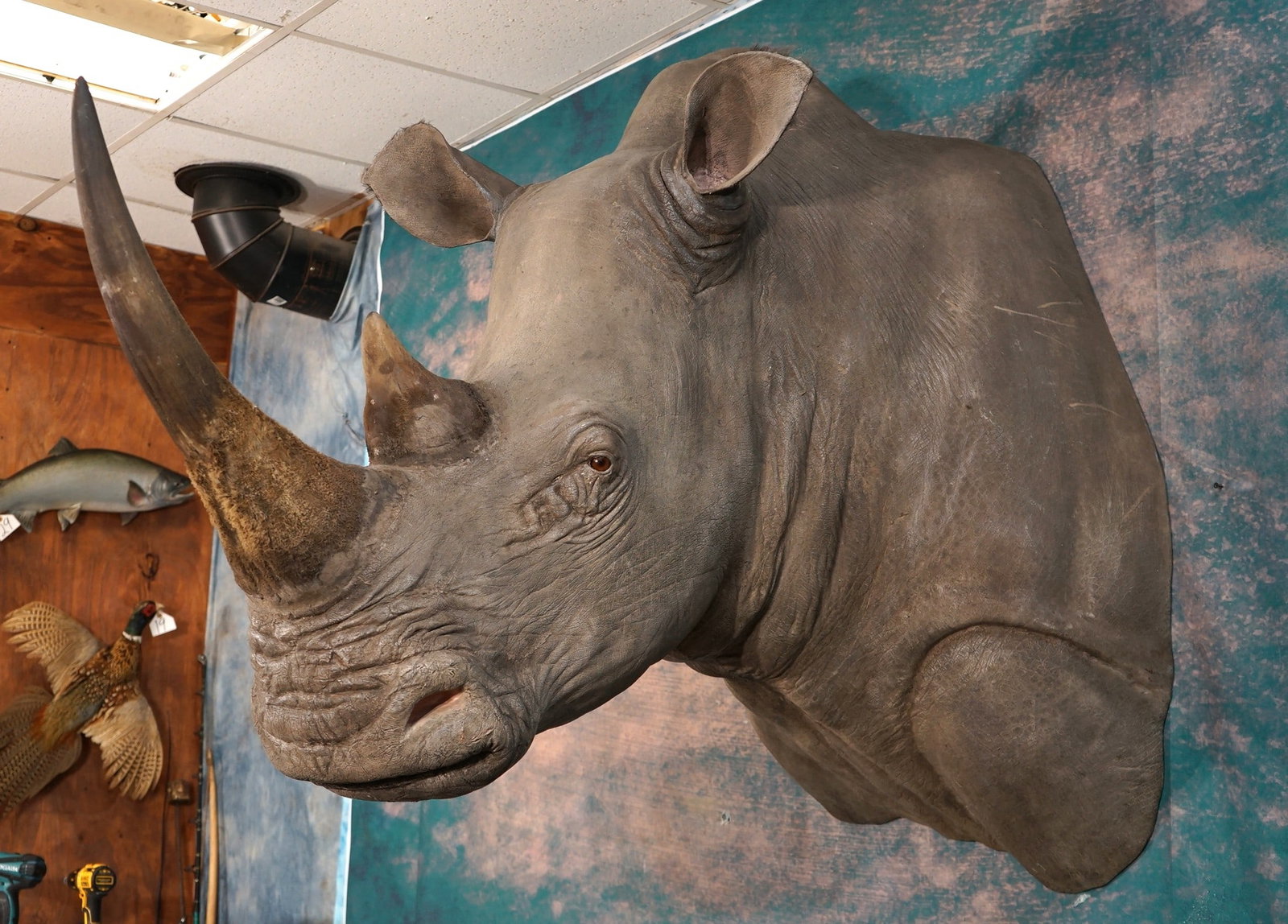 Real Skin & Real Horns African Southern White Rhino Shoulder Taxidermy Mount **TEXAS RESIDENTS: This mount is very life-like, clean, and in excellent condition. This is a real skin, and real horns mount. The horns are a little better than average size. The Front Horn measures 26 6/8" inches long