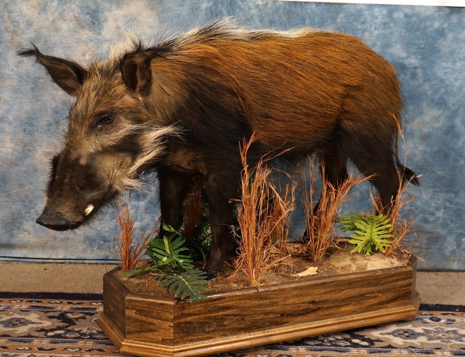 Quality African Bushpig Full Body Taxidermy Mount in Habitat: This mount is very lifelike, clean, and it is in excellent condition. This is a mature Boar mounted with the real tusk. The mount has an excellent and very well done habitat base. The taxidermy qualit