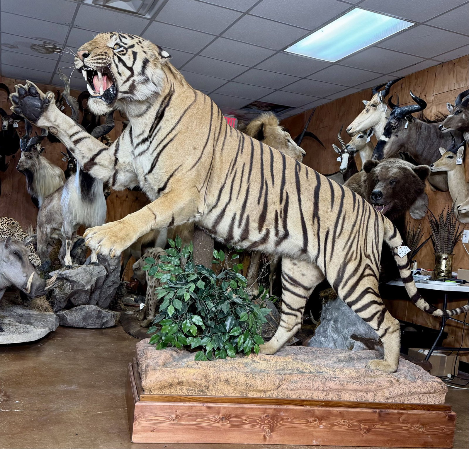 Wild Bengal Tiger Full Body Taxidermy Mount in Natural Habitat **TEXAS RESIDENTS ONLY!**: This big Tiger was harvested in India, in the mid 1960's, before India closed to hunting. This Tiger is in fabulous condition, and the mount was very well taken care of. He was mounted using the real 
