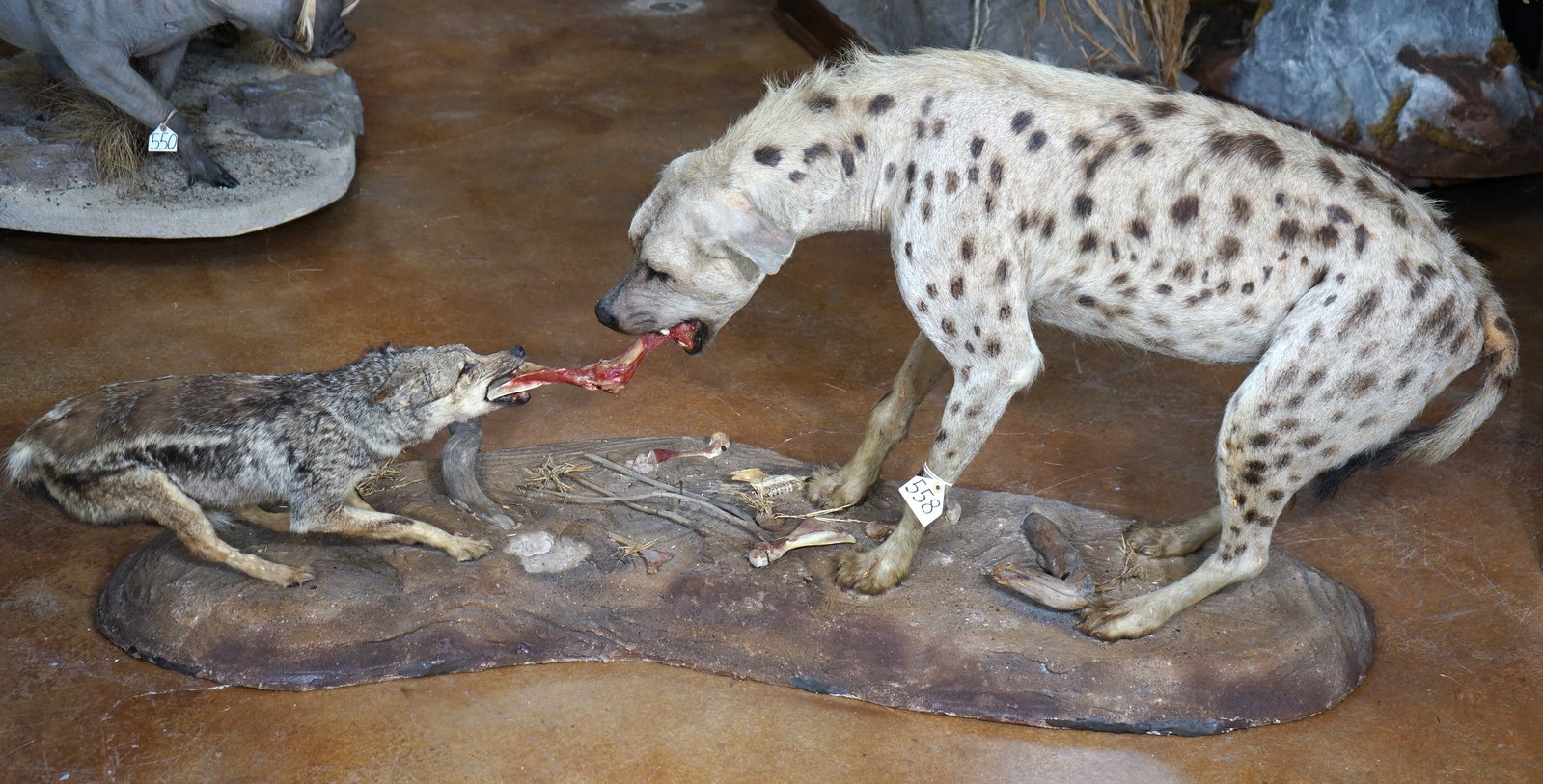 East African Silver Back Jackal Fighting a Spotted Hyena over Bone Full Body Taxidermy Mounts in: This is the most natural lifelike mount in this Auction. The animals looks alive, with fantastic expression. These mounts are clean, and in excellent condition. The quality of the taxidermy is outstan