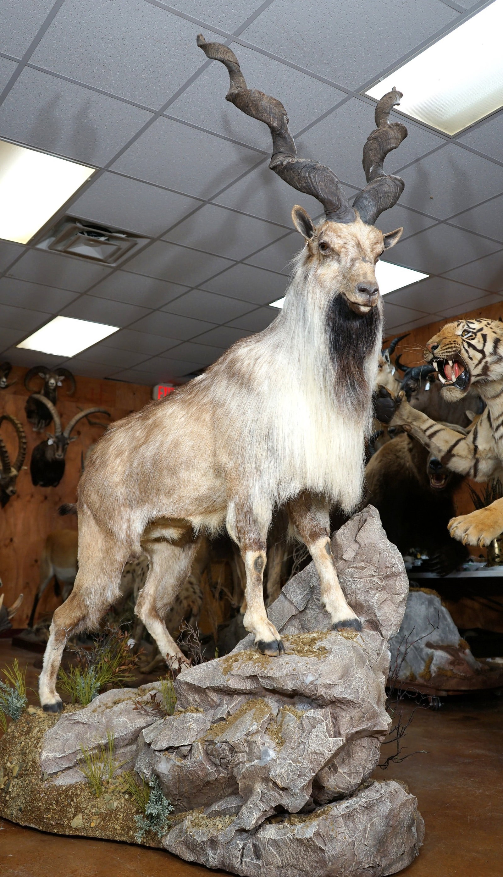 Record Class Himalayan Markhor Full Body Taxidermy Mount in Natural Habitat **TEXAS RESIDENTS: This is a current Top 10 Record Book mount. The mount is very lifelike, clean, and in mint-like condition. The habitat base is excellent. The mount has outstanding detail, and expression. His horns me