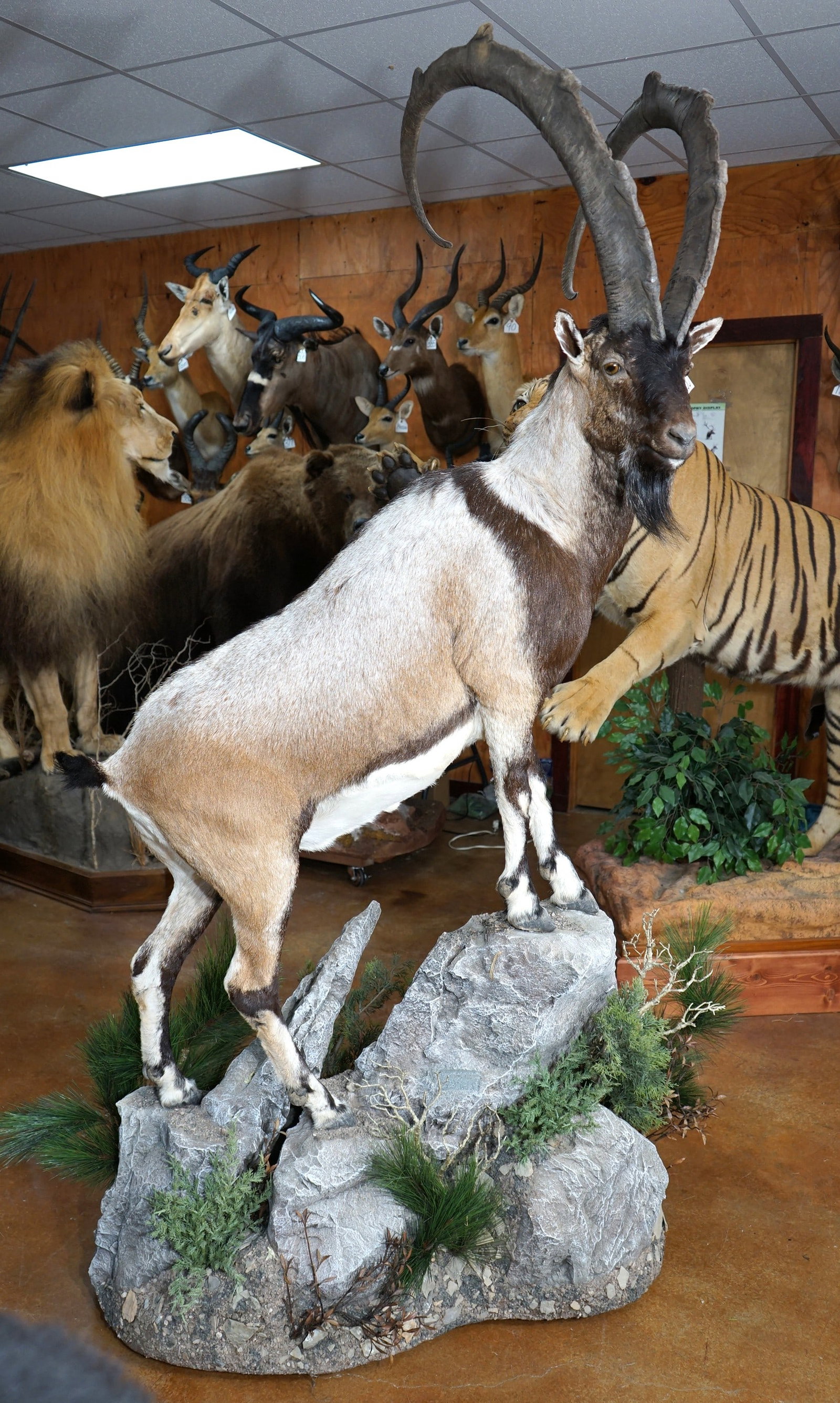 Record Class Persian Ibex Full Body Taxidermy Mount in Natural Habitat: This mount is very lifelike, clean, and in mint-like condition. The horns measure 51 3/8" x 48 6/8" long. The bases are 11" x 10 3/8" around. This Ibex ranks in the top 20 All Time with a SCI score of
