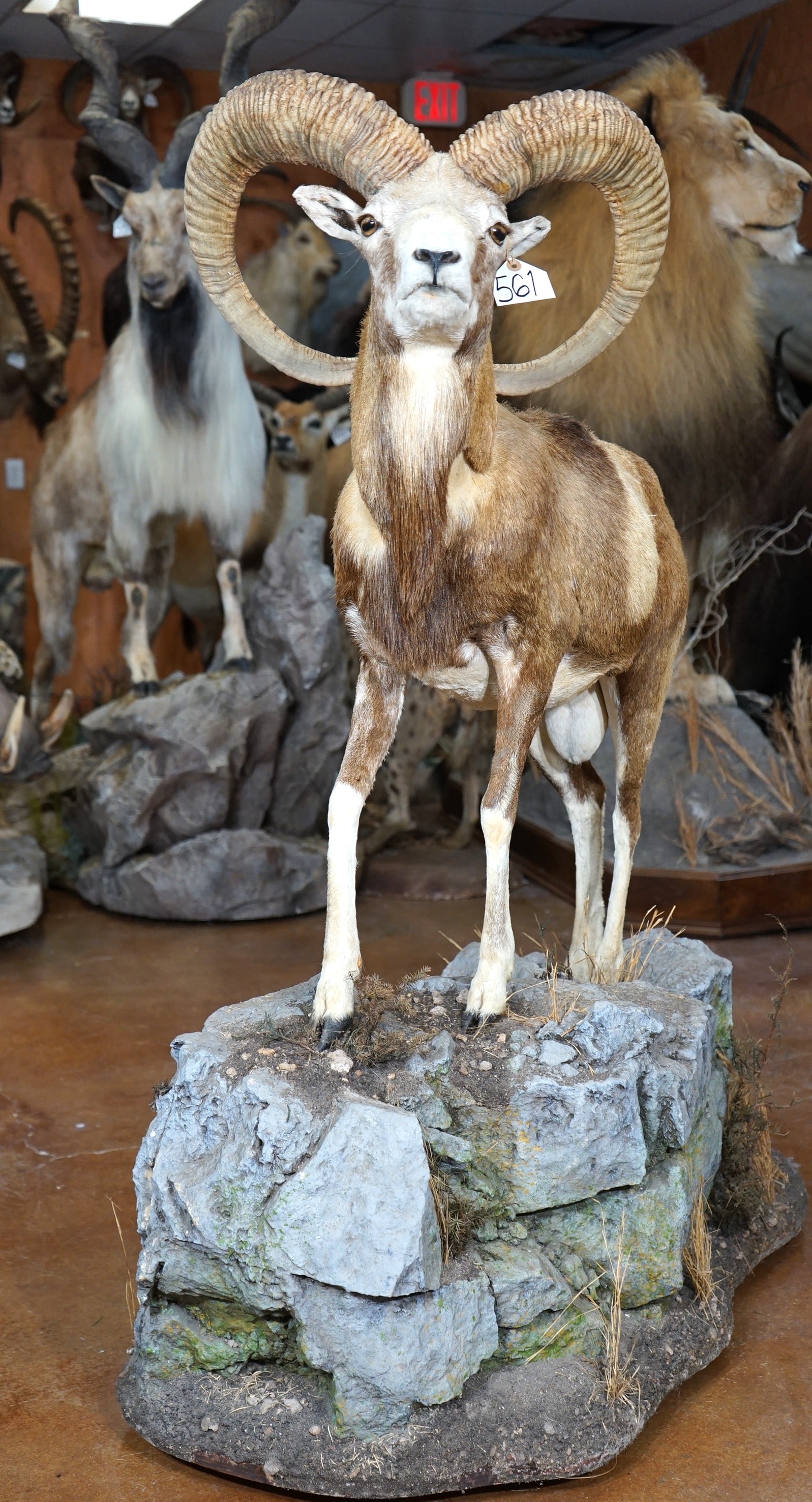 Gold Medal Trophy Iranian Red Sheep Full Body Taxidermy Ram Mount in Natural Habitat (1 of 5)