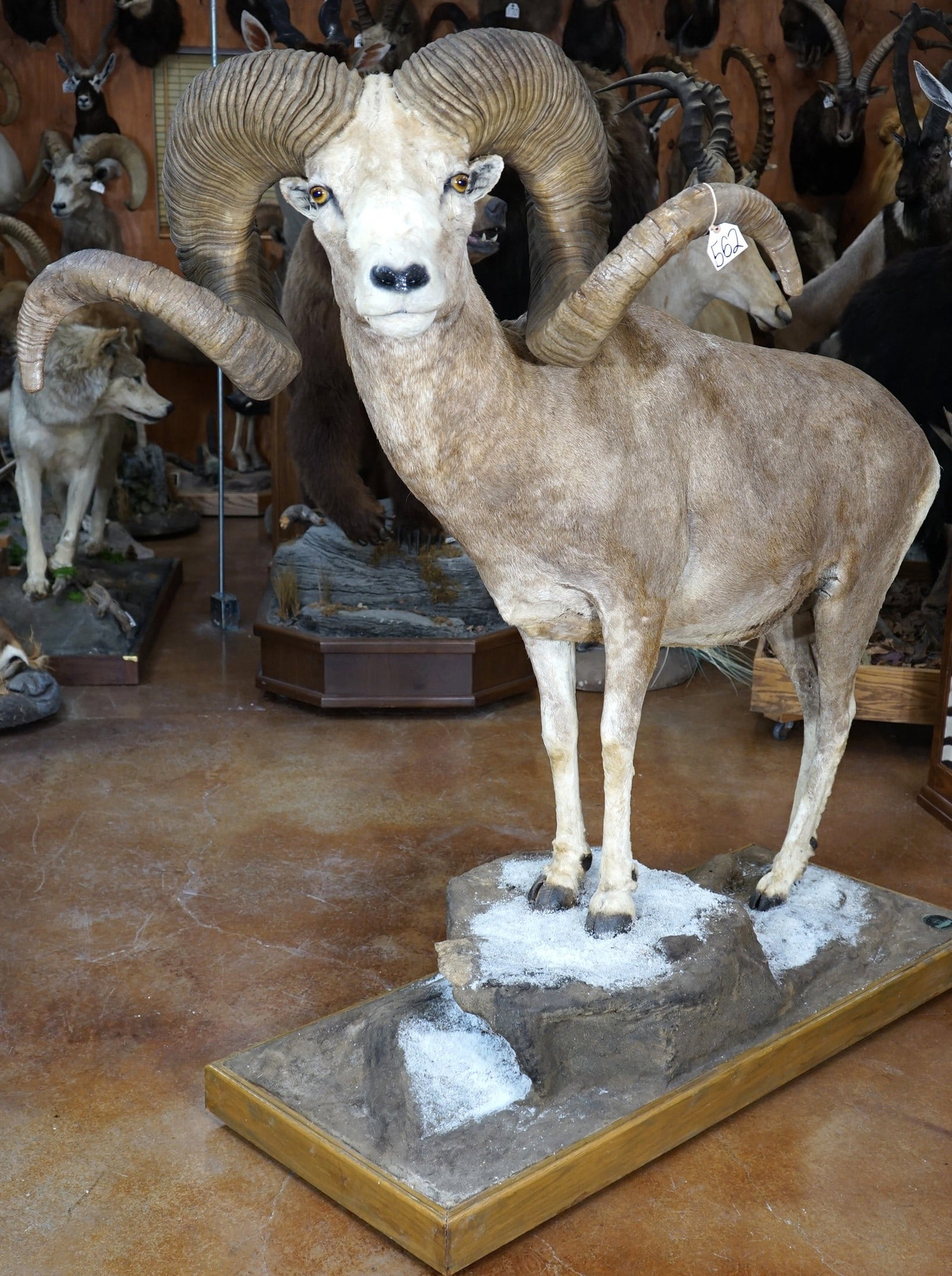 WOW! 68 1/8" High Altai Argali Full Body Record Book Sheep Taxidermy Ram Mount in Natural Habitat: This big Rams horns measure 68 4/8" x 68" inches long around the curls. The bases are 20 2/8" x 19 6/8" around. C.J. MC Elroys Word Record is 65" x 64 1/8", with bases that are 20 3/8"? x 20 1/8" arou